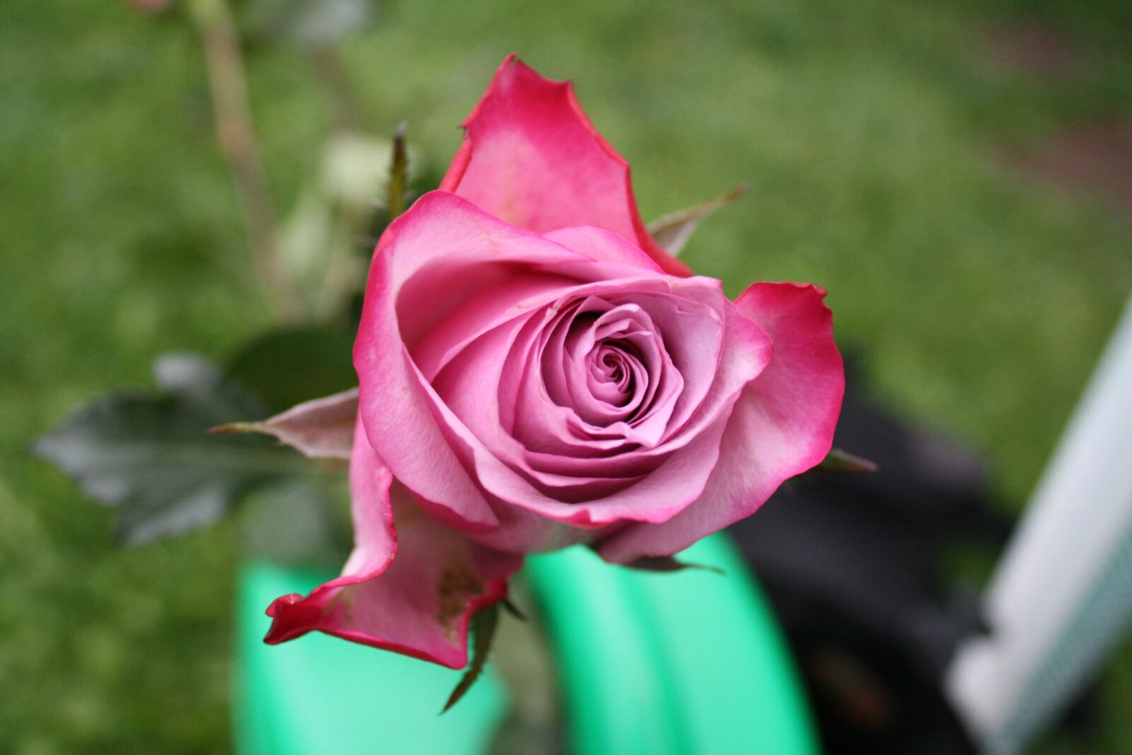 Canon EOS 1000D (EOS Digital Rebel XS / EOS Kiss F) sample photo. Flower, rose, colors photography