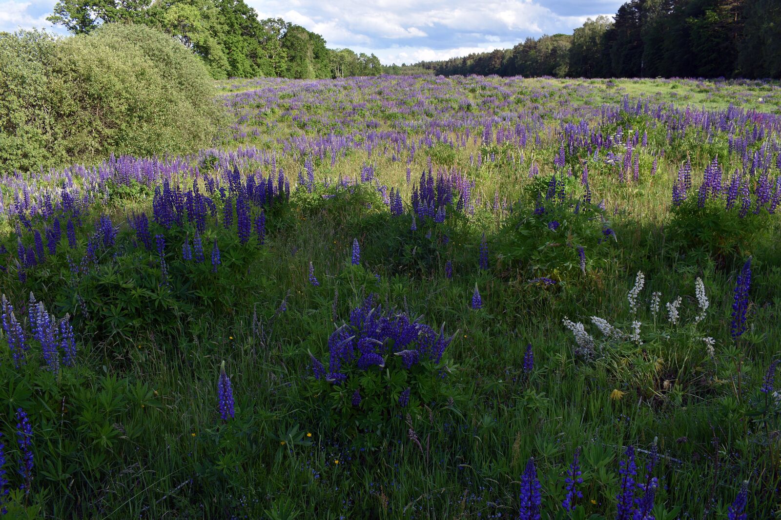 Nikon D3400 sample photo. Lupine, flower, spring photography