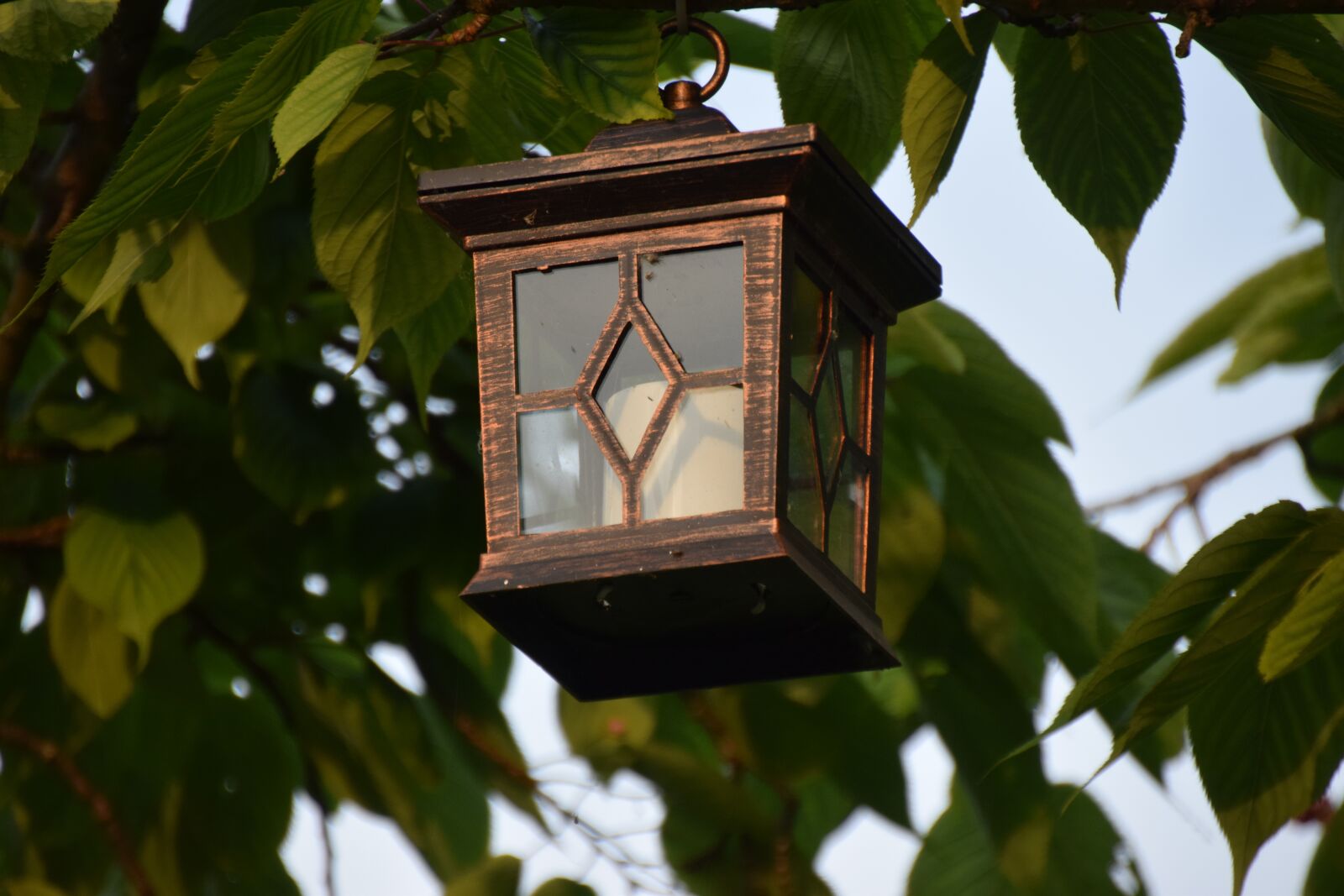 Nikon D5300 sample photo. Lampion, candle light, tree photography