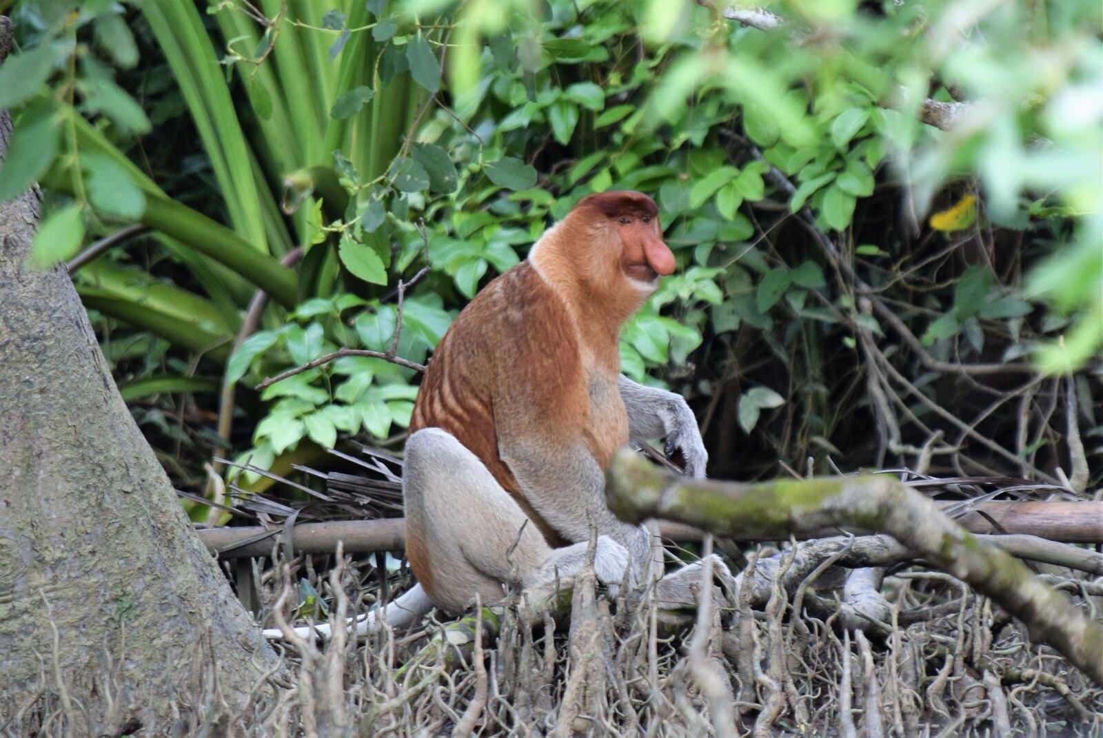 Nikon D5300 sample photo. Neusaap, borneo, proboscus photography