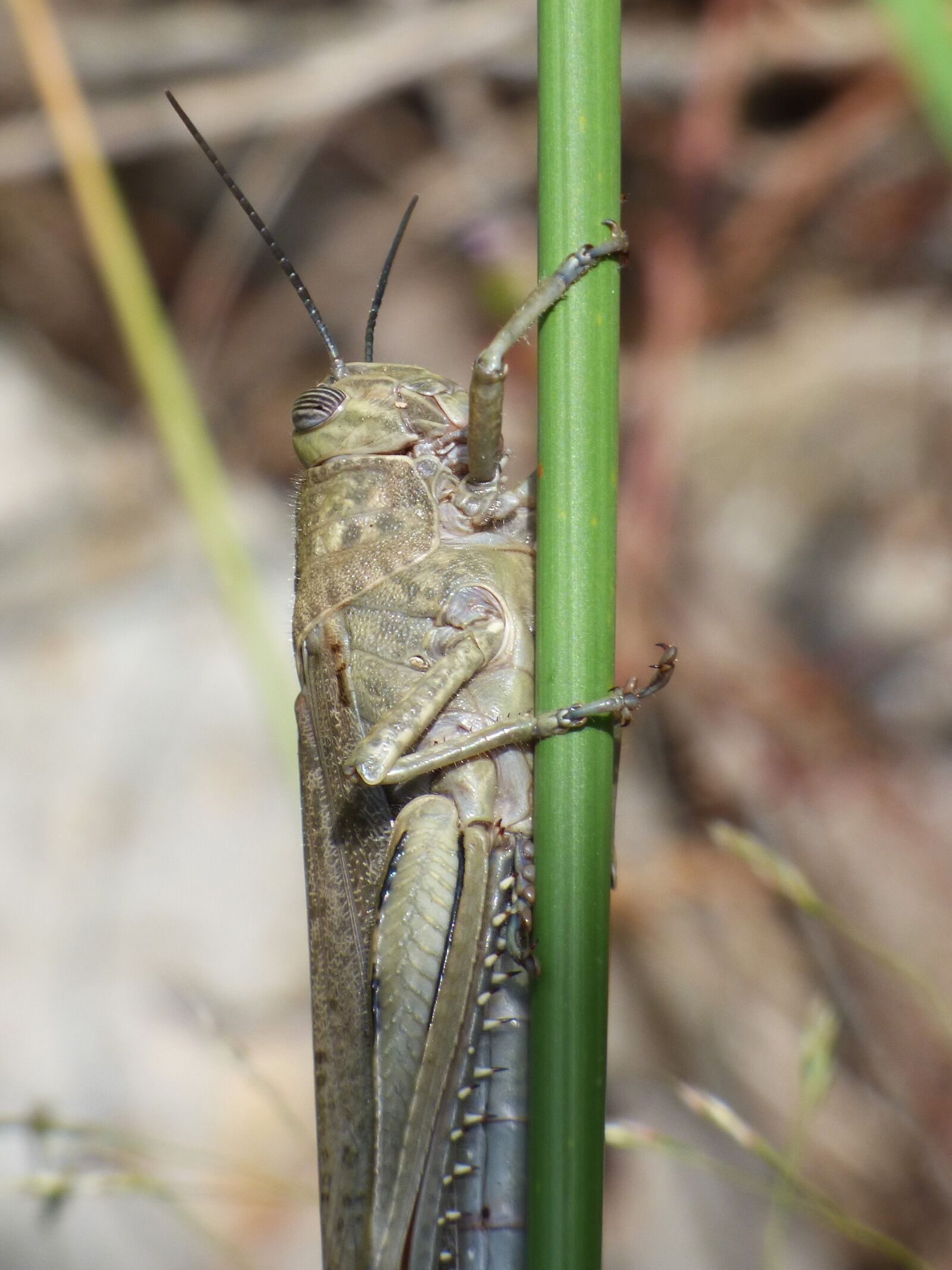 Panasonic Lumix DMC-FZ70 sample photo. Lobster, grasshopper, branch photography