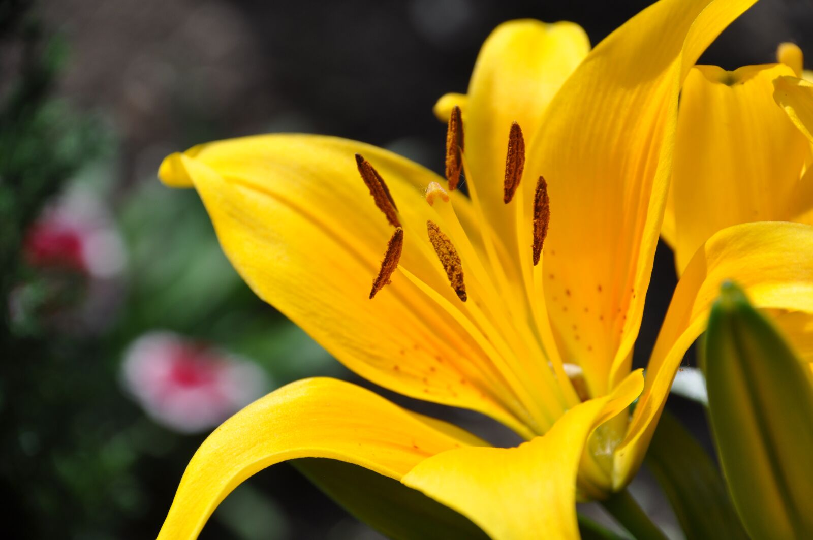 Nikon D90 sample photo. Lys, yellow lily, white photography