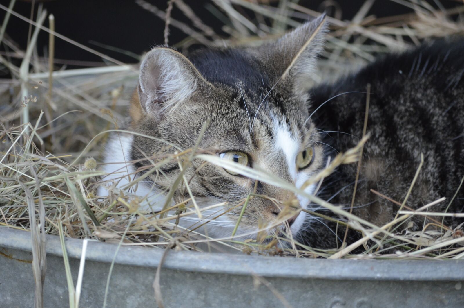Nikon D5100 sample photo. Cat, hay, nature photography