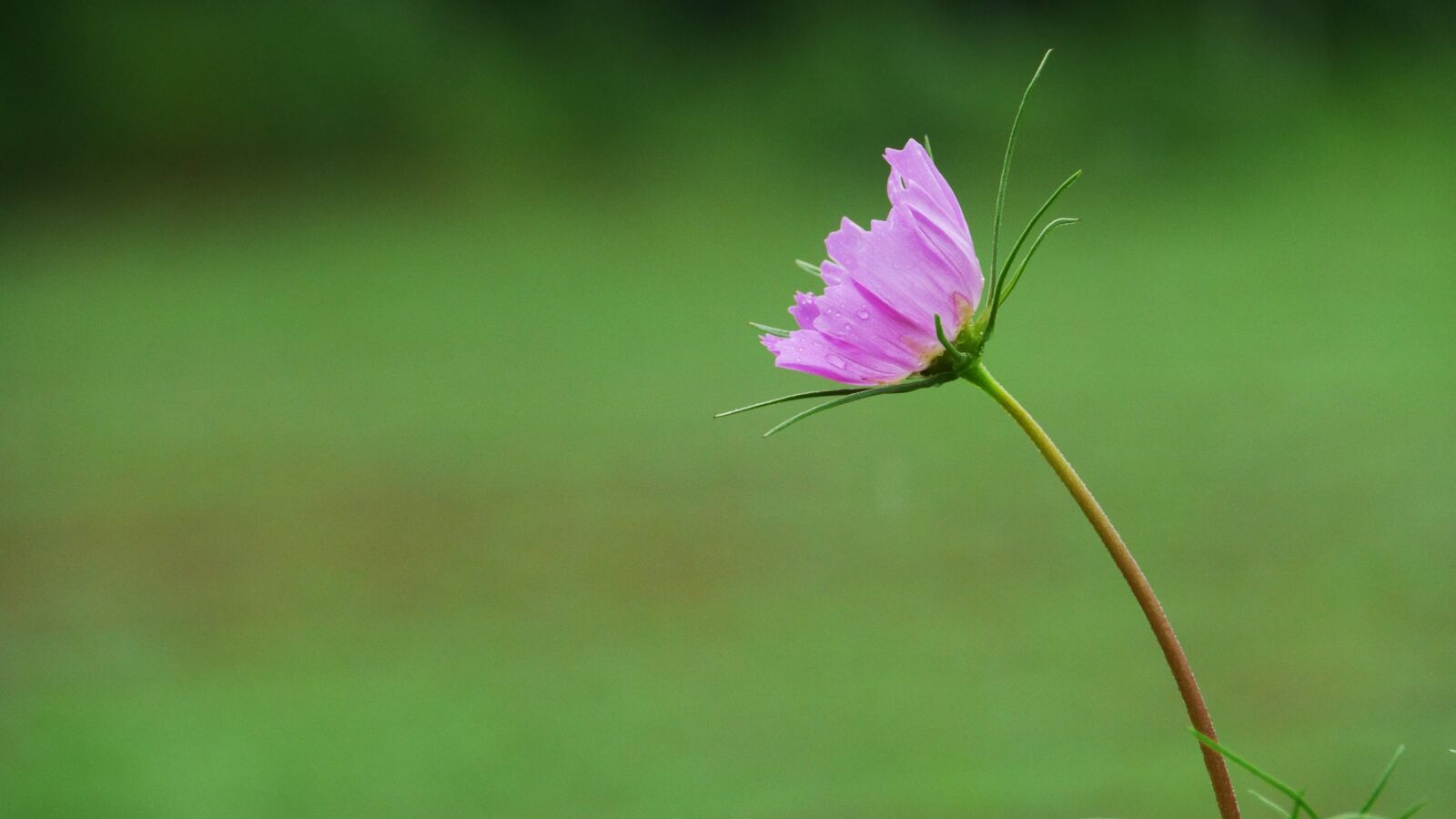 Panasonic Lumix DMC-GH3 sample photo. Flowers, pink, nature photography