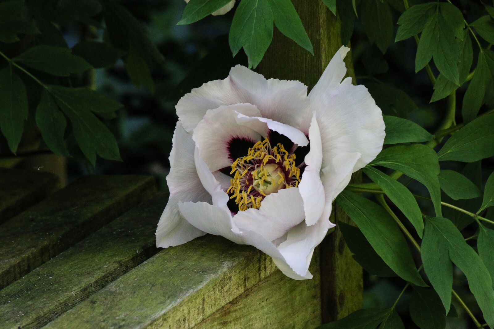 Canon EF 70-300 F4-5.6 IS II USM sample photo. Peony, shrub, flower photography