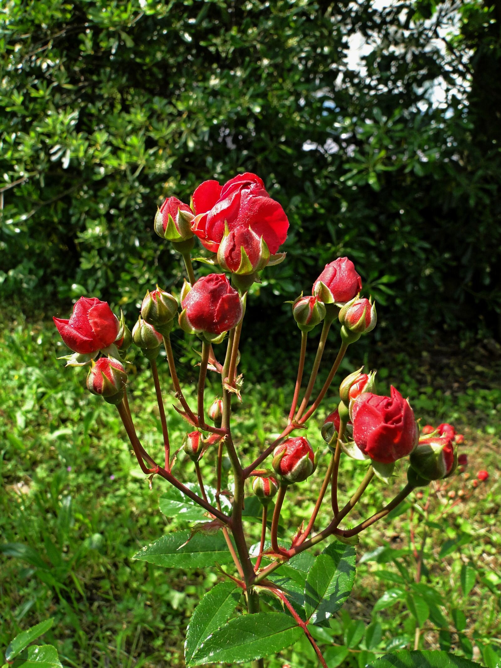 Sony Cyber-shot DSC-HX1 sample photo. Flower, nature, flora photography