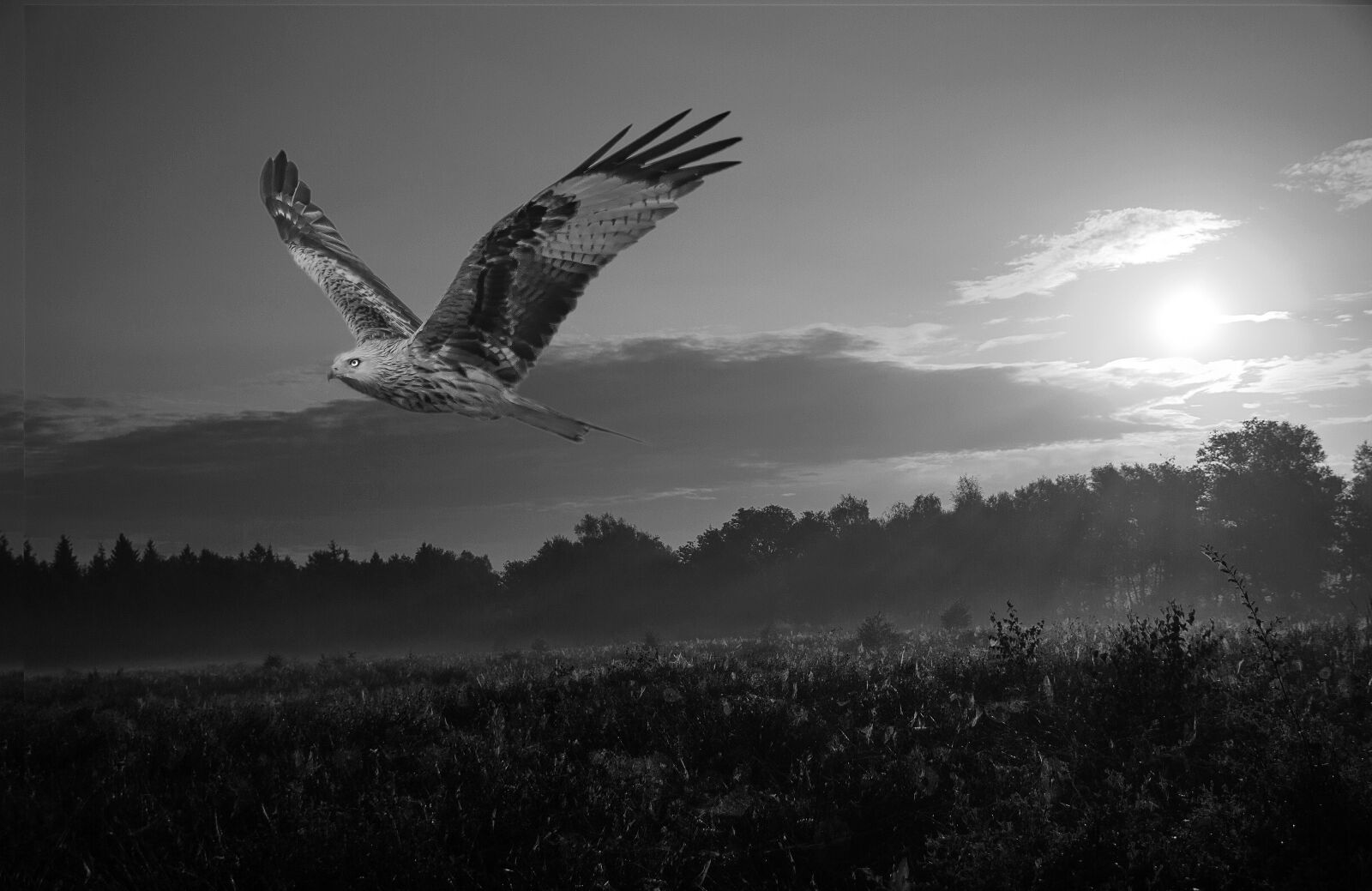 Canon EOS 550D (EOS Rebel T2i / EOS Kiss X4) sample photo. Nature, bird of prey photography