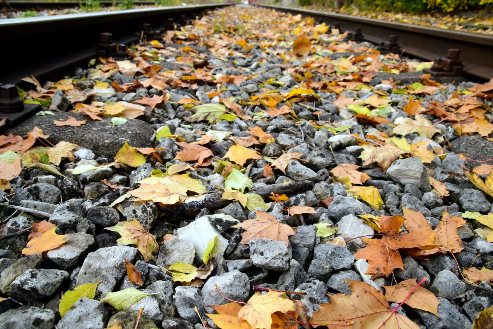 Nikon D3300 sample photo. Environment, leaf, nature, texture photography