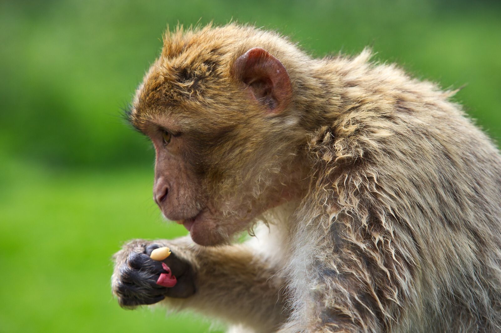 Едят мозги обезьяны