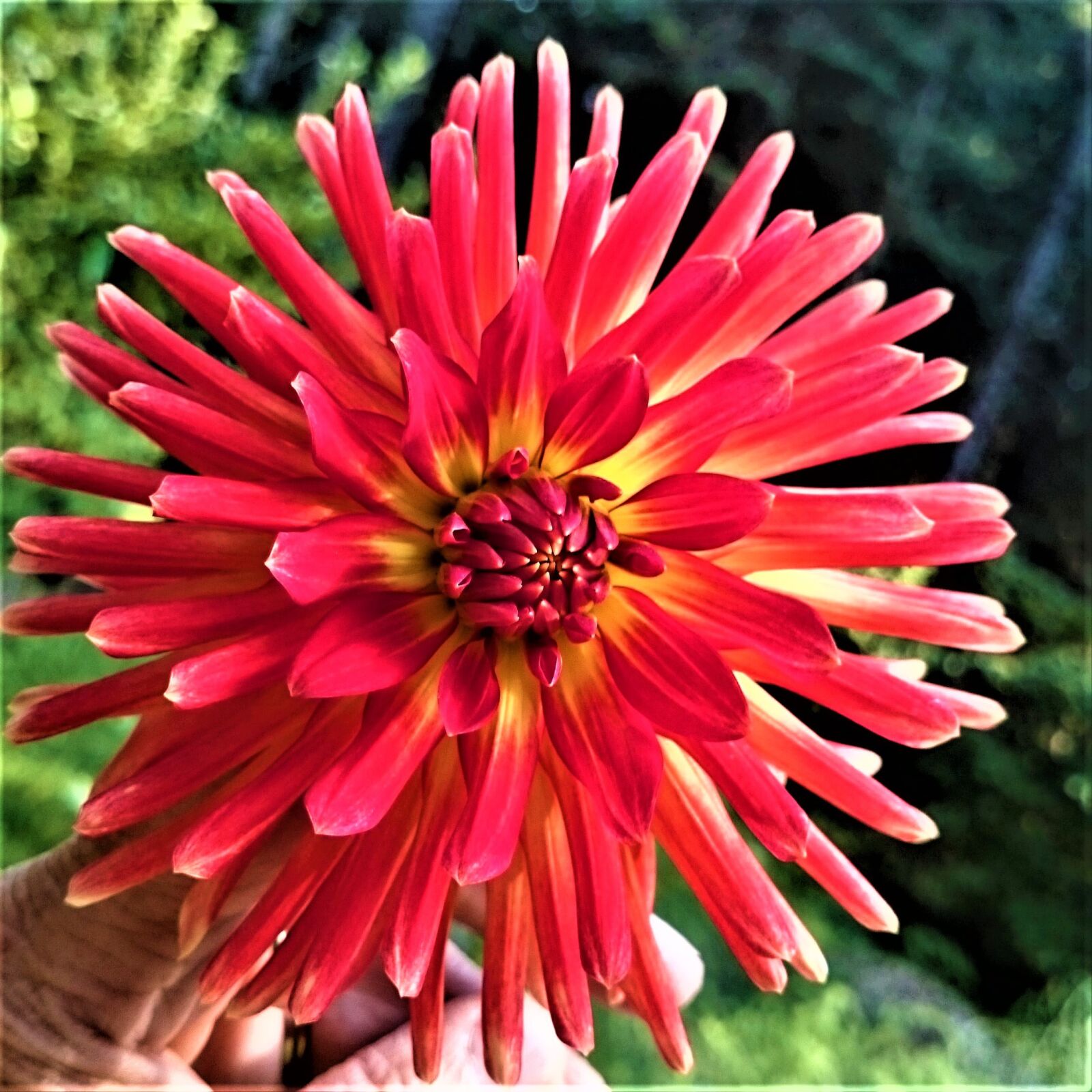 Sony Xperia Z1 sample photo. Dahlia, cactus dahlia, flower photography