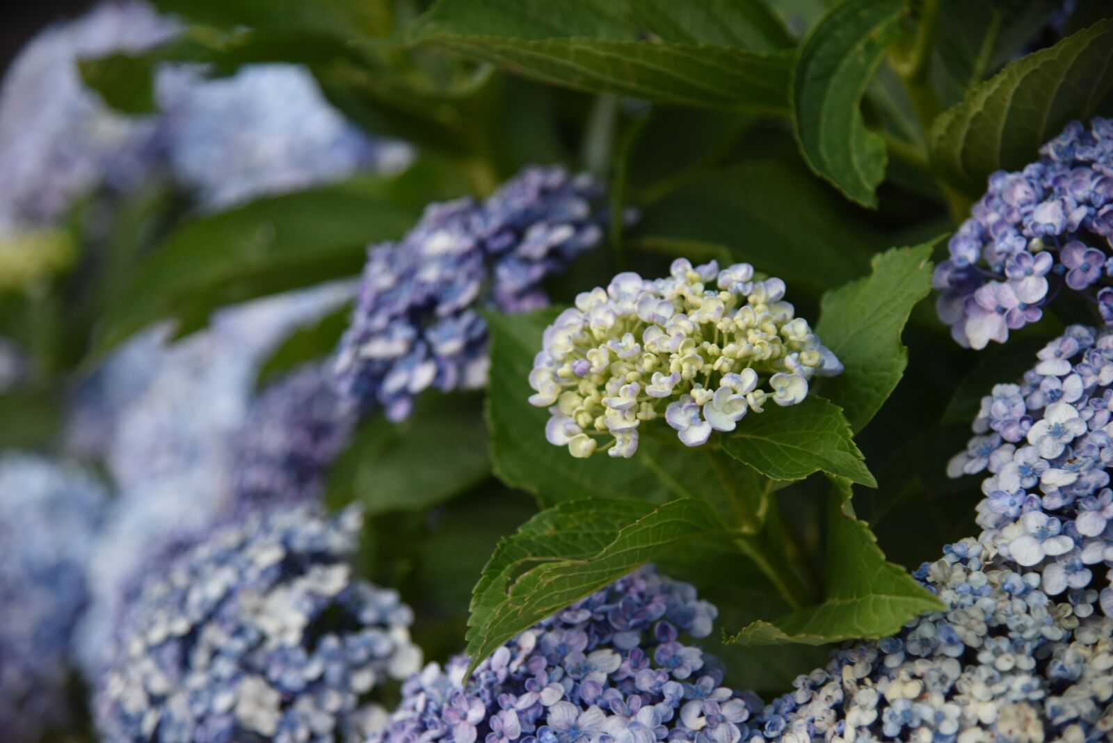 Nikon D810 sample photo. Flowers, hills, back photography