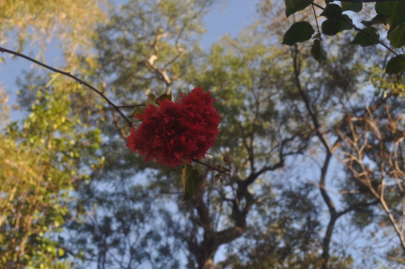 Nikon D5000 sample photo. Flower heart, heart in photography