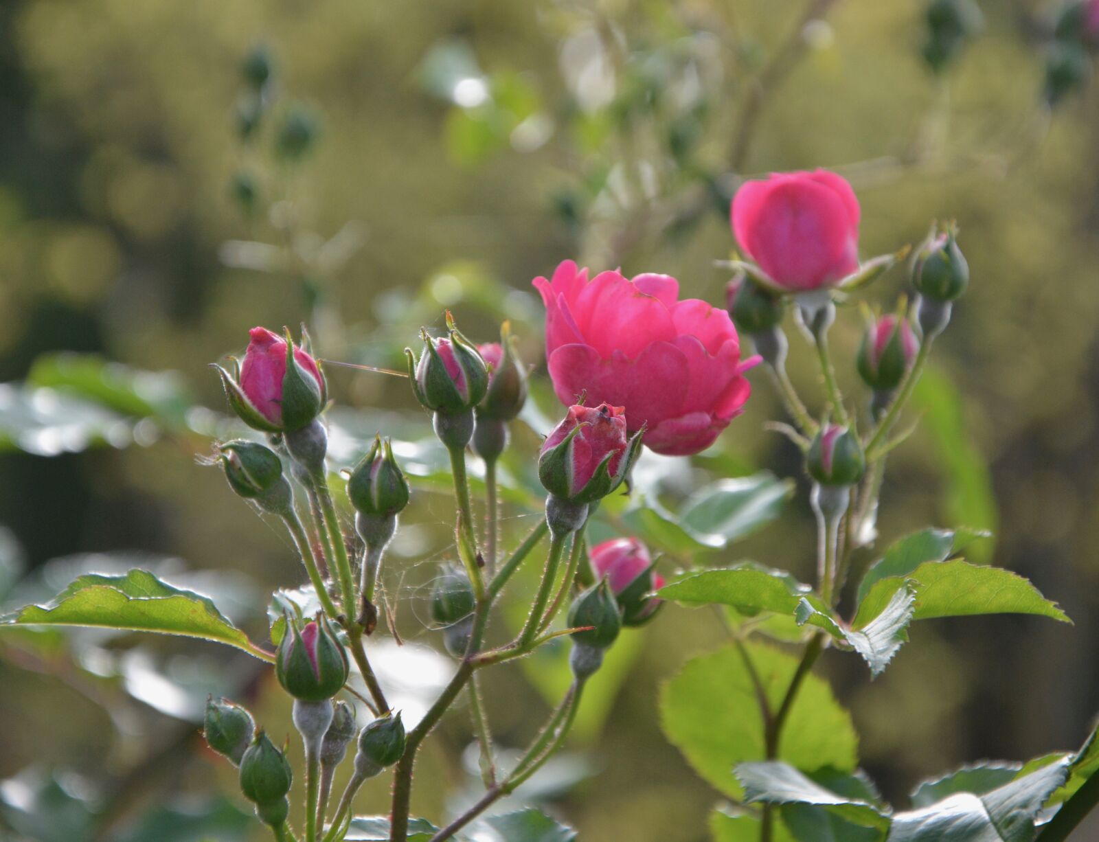 Nikon D5200 sample photo. Rosebuds, rosebush, nature photography