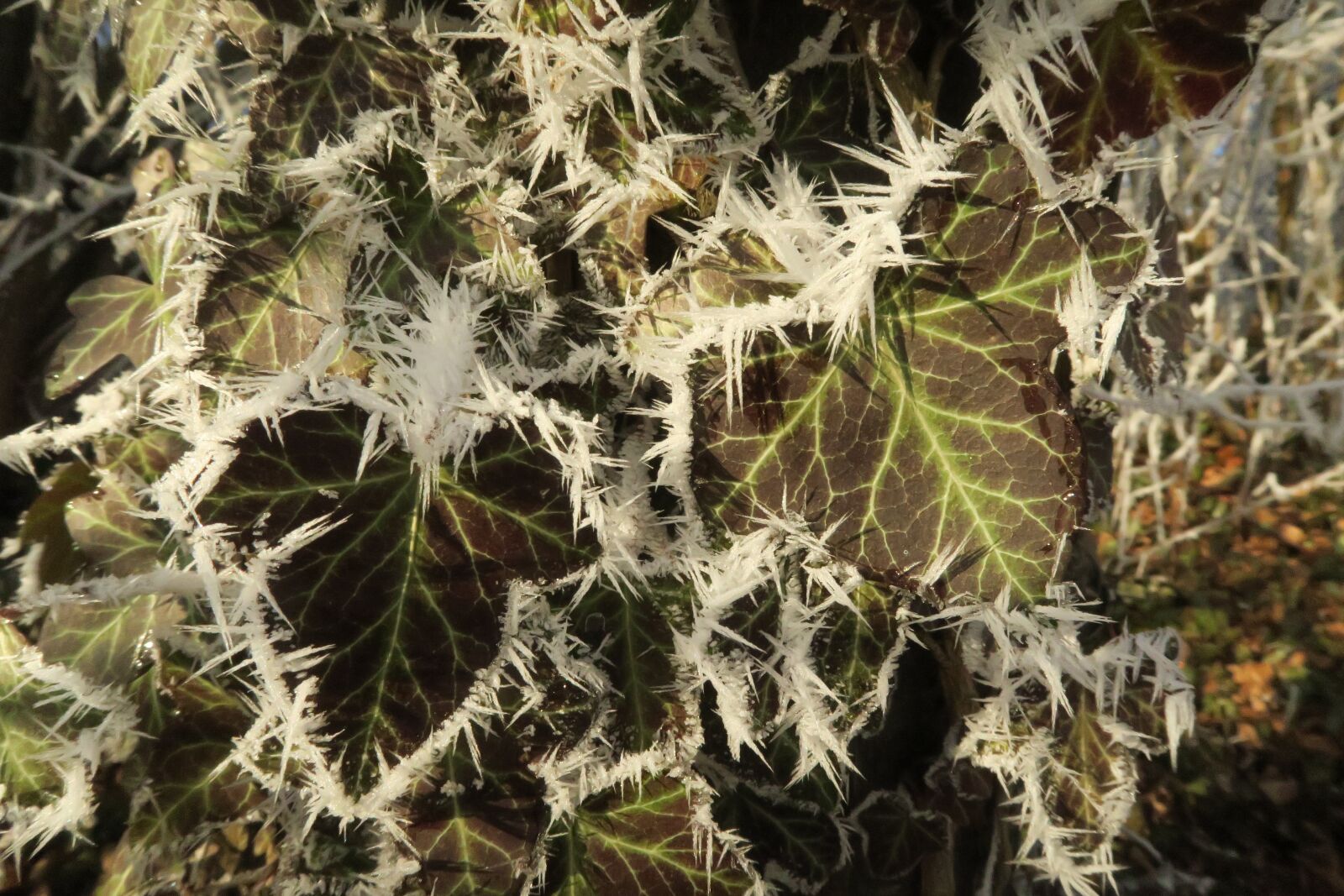Canon PowerShot G7 X sample photo. Plant, ice, winter photography