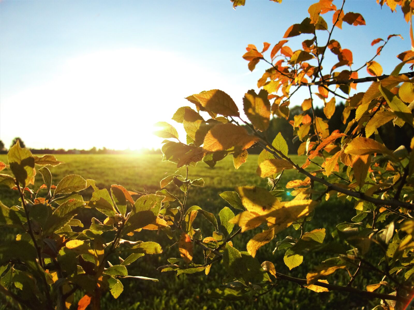 Canon PowerShot G15 sample photo. Autumn, dawn, field, leaves photography