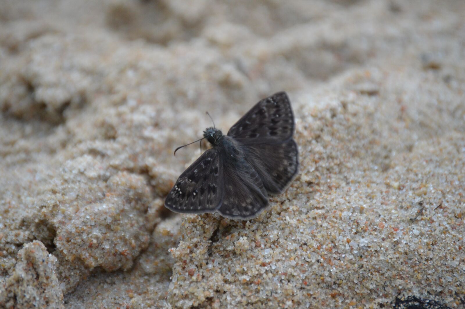 Nikon D3200 sample photo. Moth, bug, insect photography