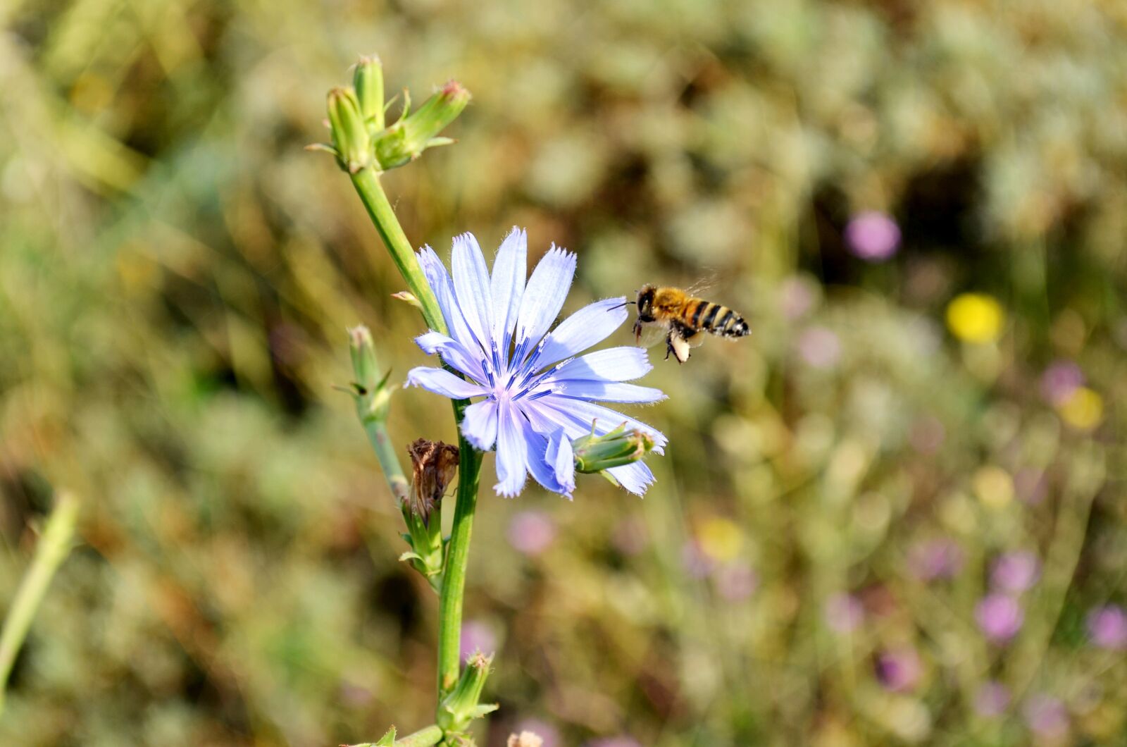 Nikon D5100 sample photo. Flower, bee, babu photography