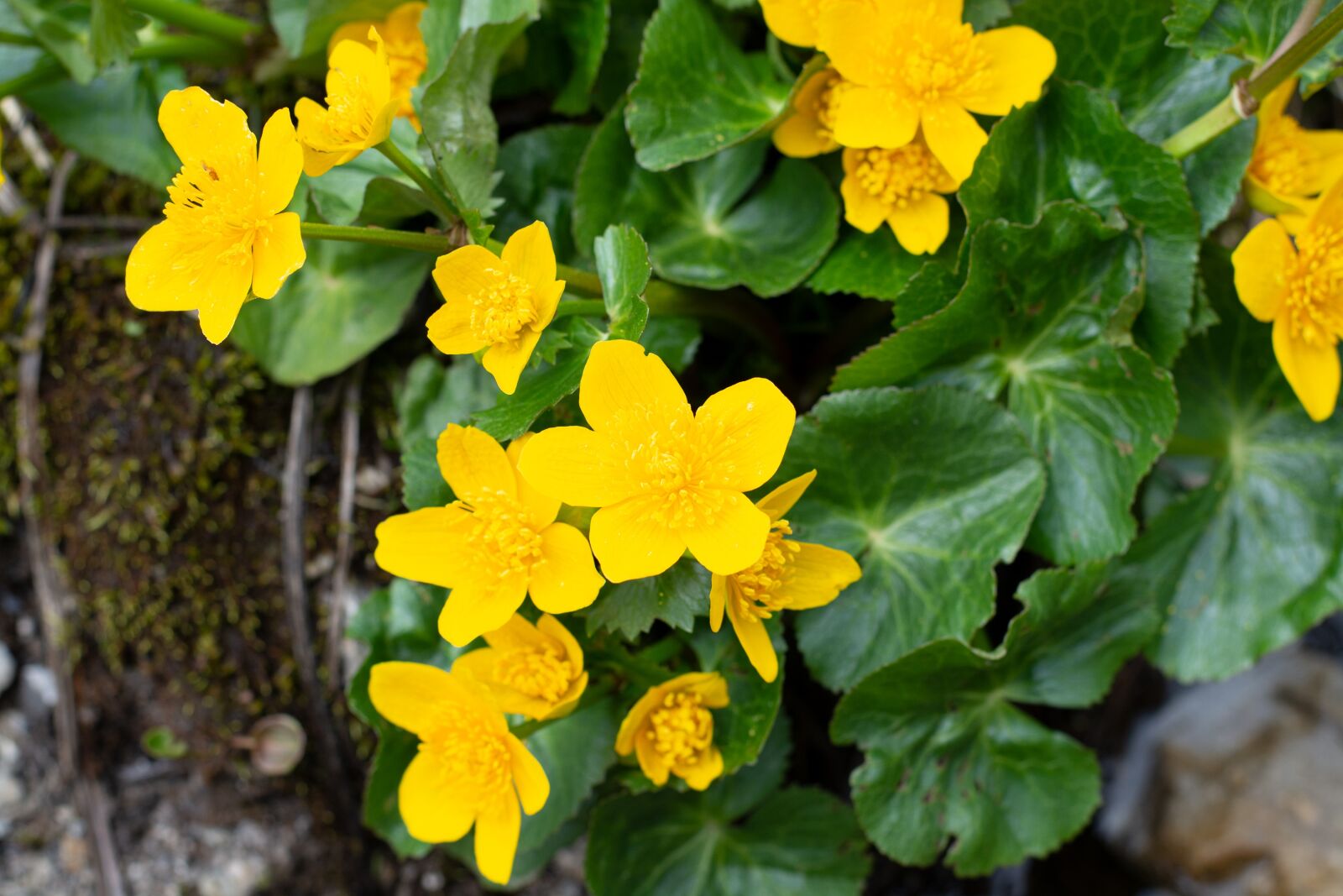 Nikon D7100 sample photo. Feral, flowers, yellow photography