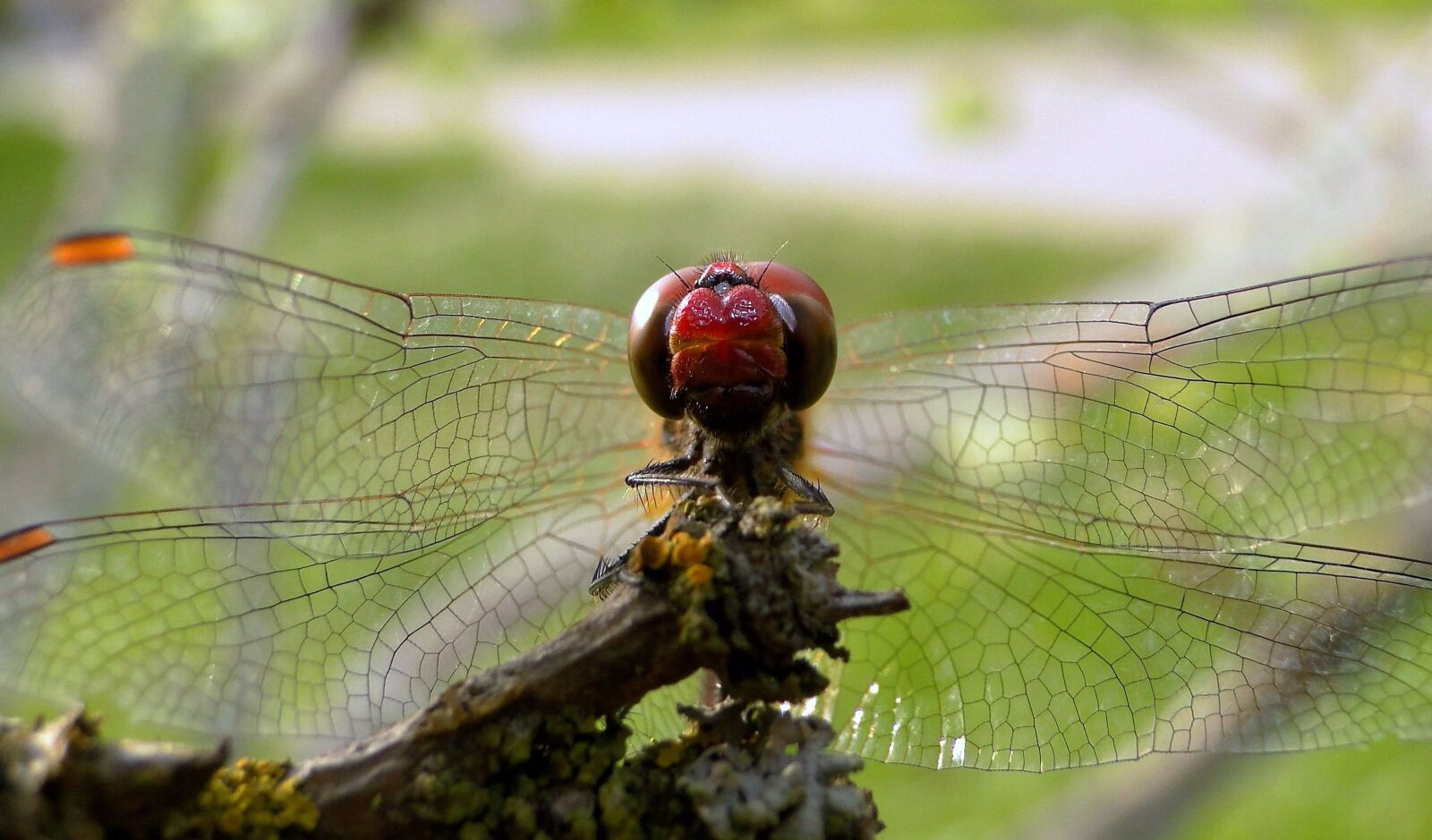 Sony Cyber-shot DSC-HX1 sample photo. Dragonflies r noskrzyd e photography