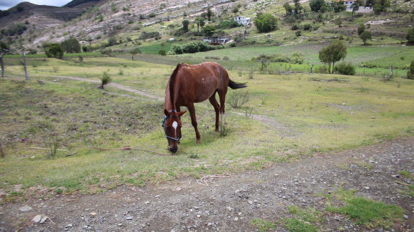 Canon EOS M sample photo. Horse, animals, nature photography