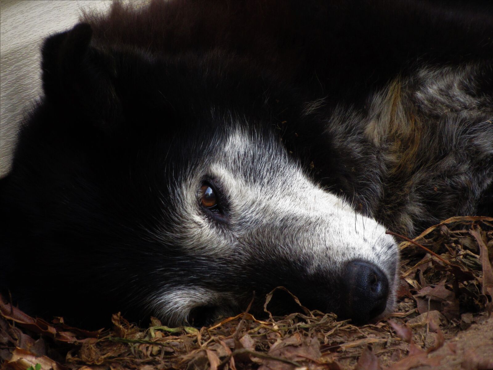 Canon PowerShot SX520 HS sample photo. Old, dog, canine photography