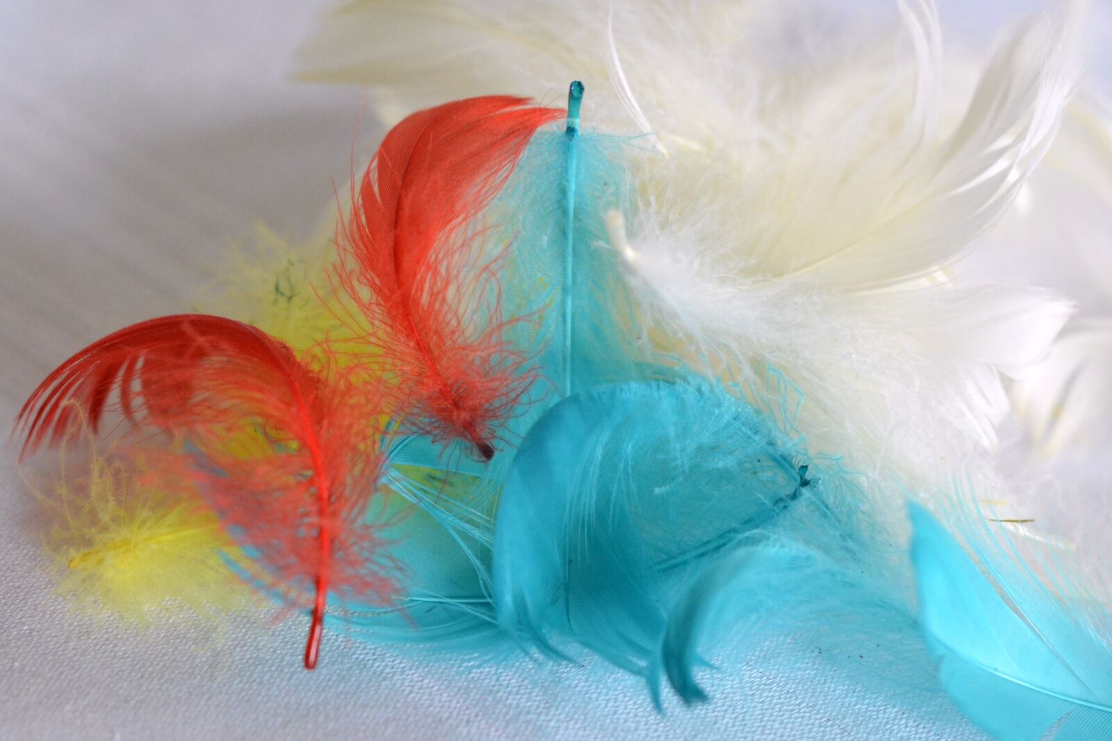 Nikon D5200 sample photo. Pen, feathers, colored feathers photography
