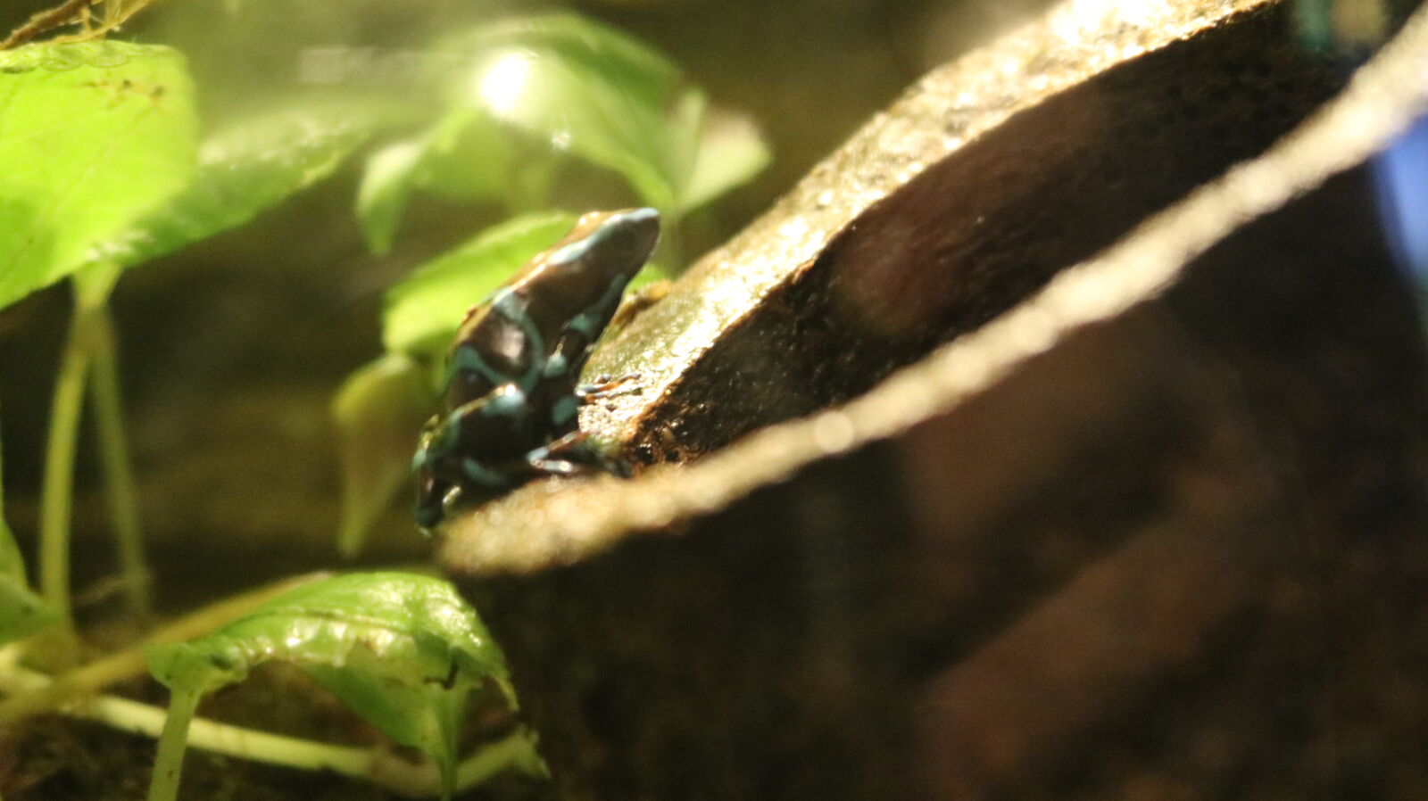 Canon EOS 750D (EOS Rebel T6i / EOS Kiss X8i) sample photo. Frog photography