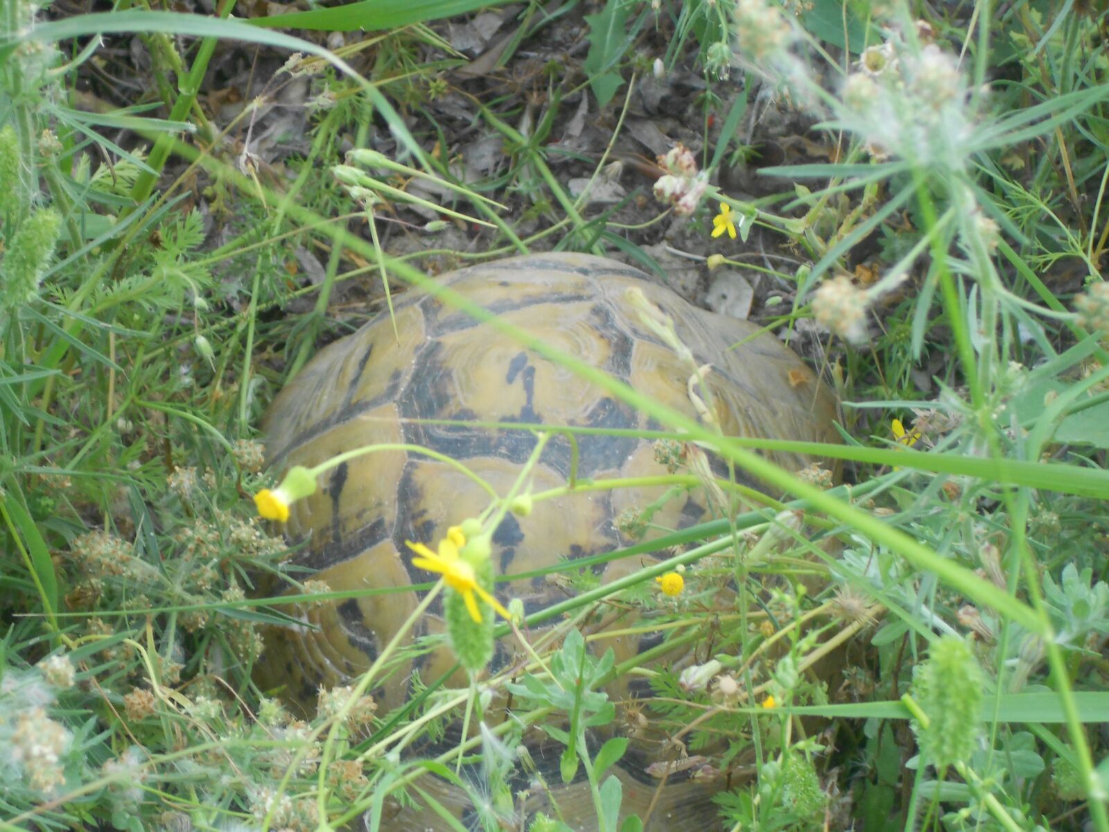 Nikon Coolpix S3100 sample photo. Tortoise, nature, animal photography