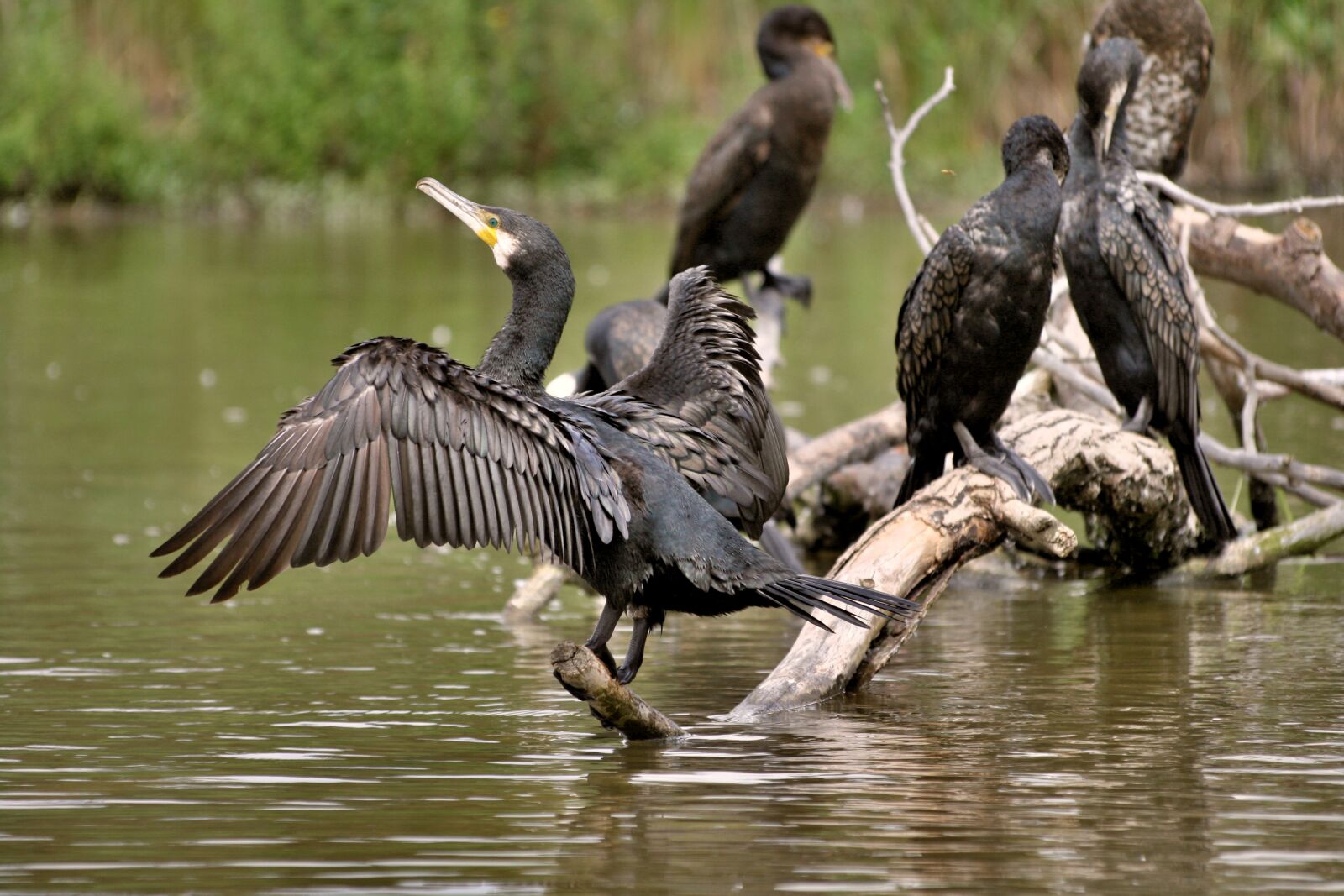 Canon EOS 400D (EOS Digital Rebel XTi / EOS Kiss Digital X) sample photo. Cormorant, water bird, nature photography