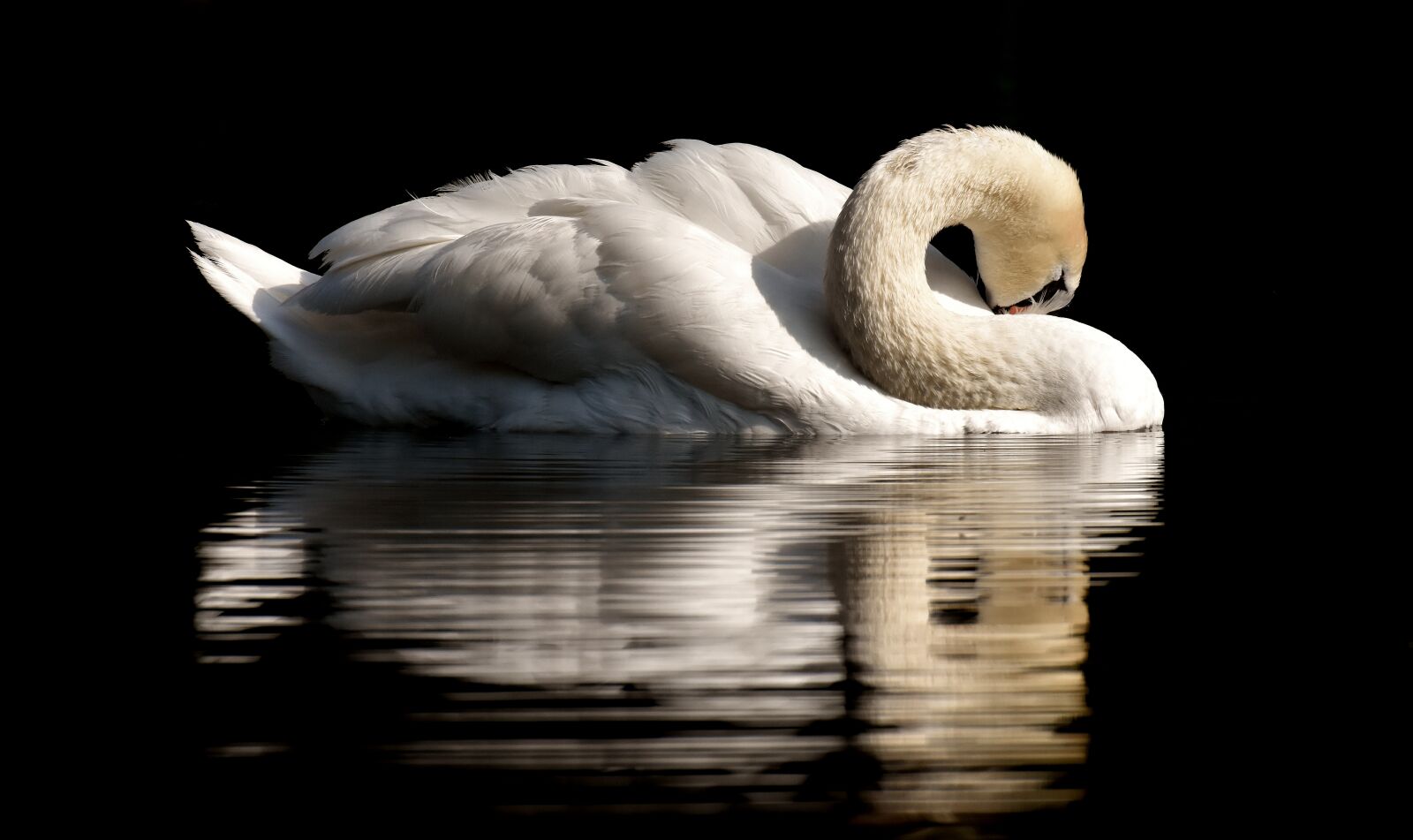 Nikon D7200 sample photo. Swan, feather, plumage photography