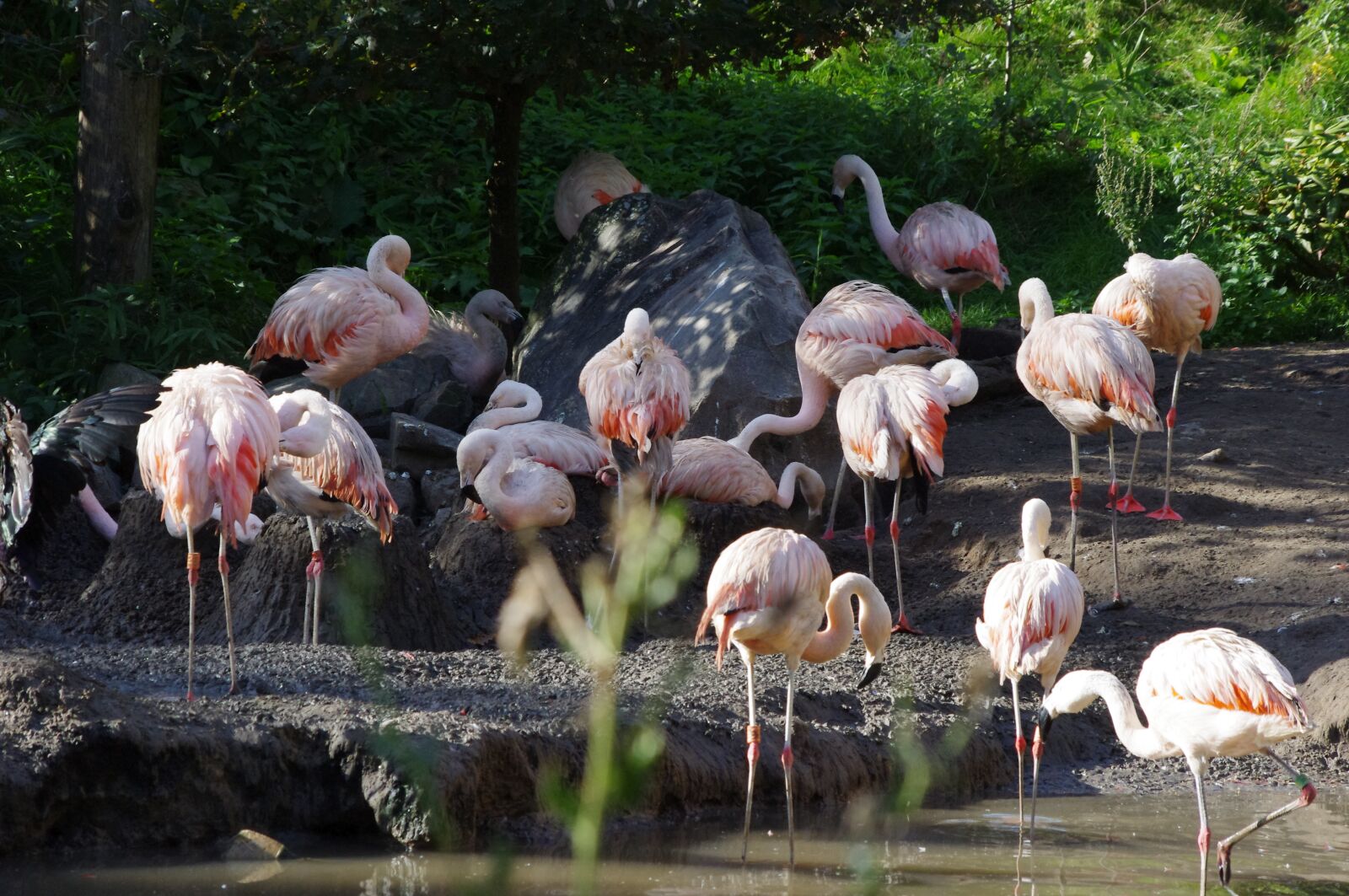 Pentax K-x sample photo. Flamingos, water, flamingo photography