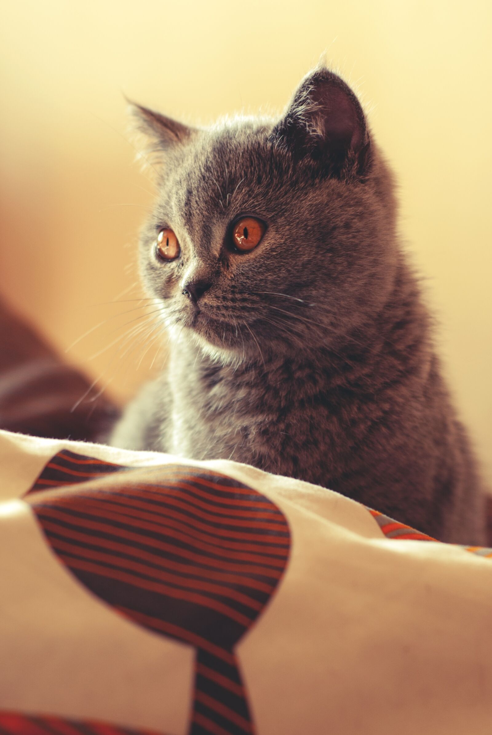 Nikon D80 sample photo. Cat, british shorthair cat photography