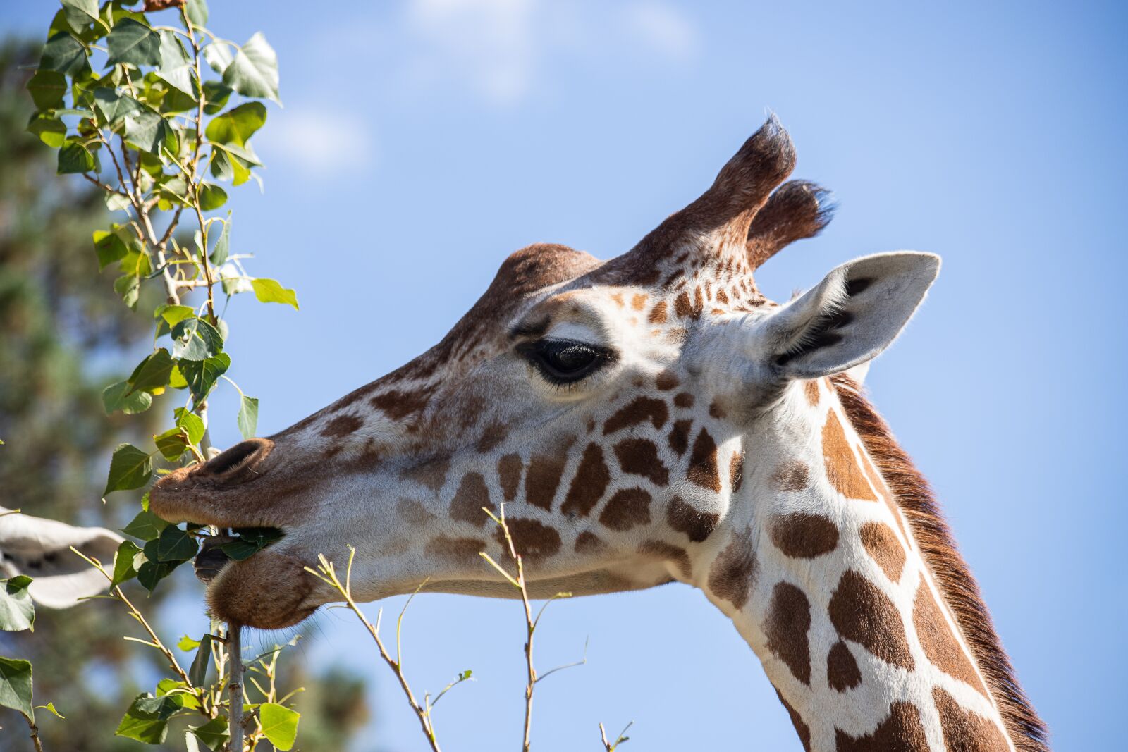 Canon EF 70-300mm F4-5.6 IS USM sample photo. Giraffe, mammal, animal photography