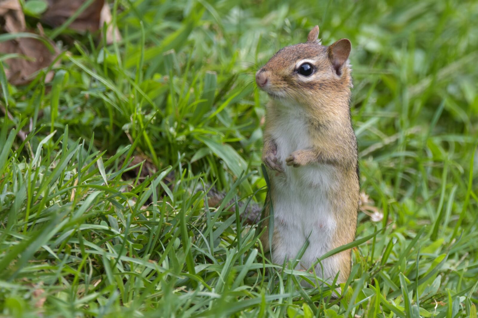 Nikon D3400 sample photo. Animal, chipmunk, ground squirrel photography