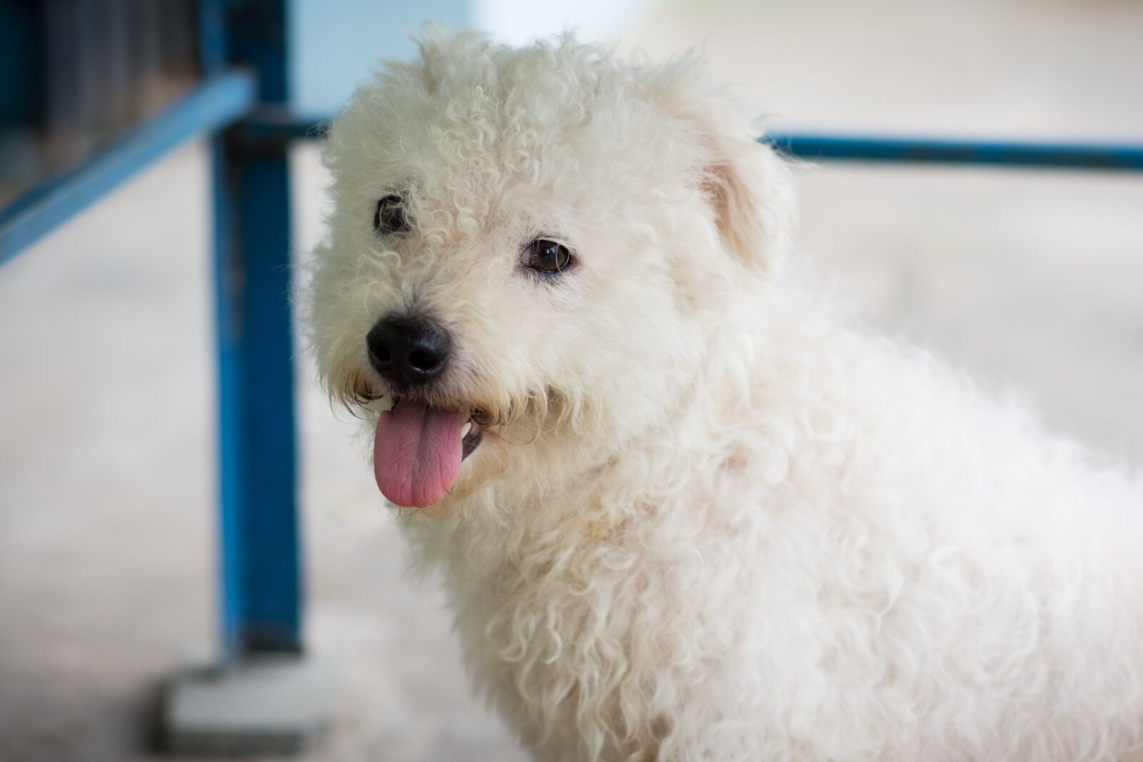 Nikon D7100 sample photo. Dog, animal, pet photography
