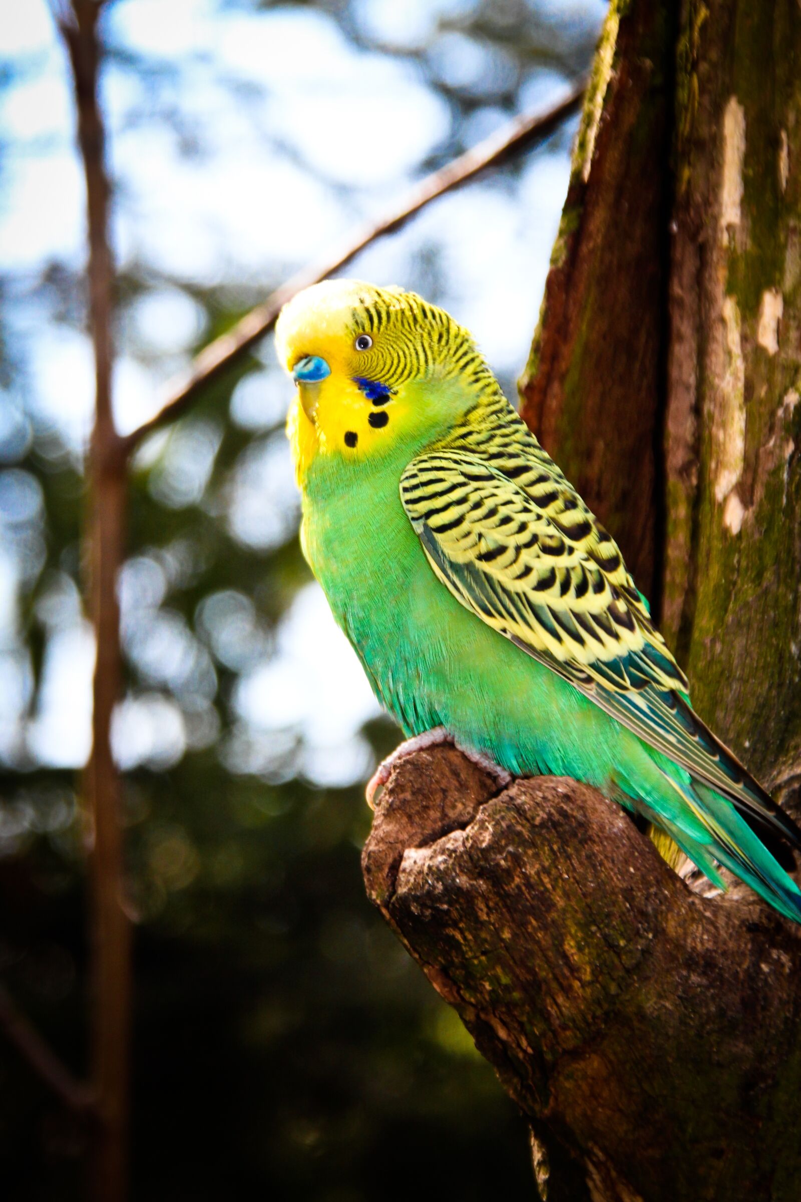 Canon EOS 600D (Rebel EOS T3i / EOS Kiss X5) sample photo. Budgie, bird, plumage photography
