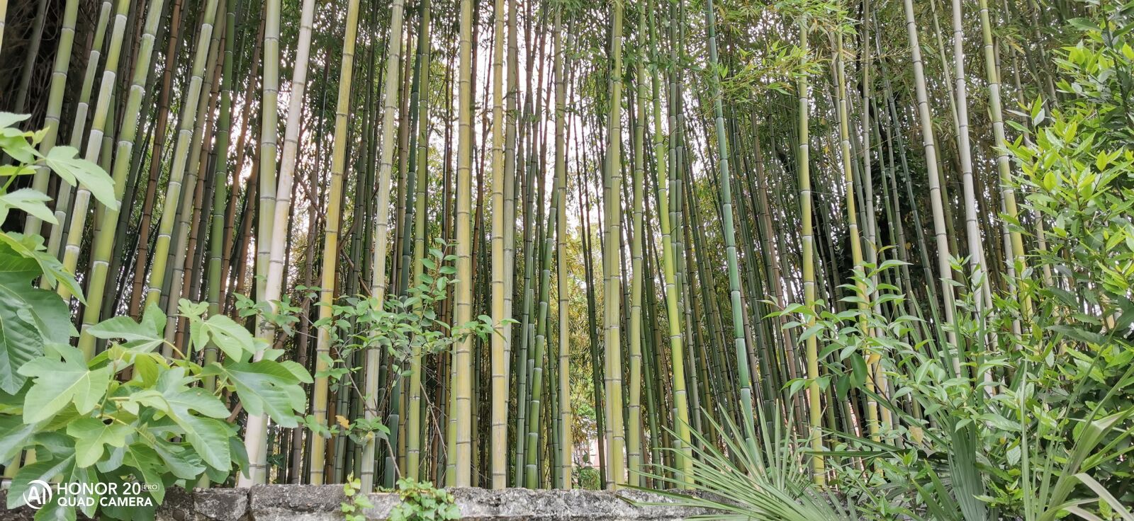 HUAWEI YAL-L41 sample photo. бамбук, кустарник, деревья photography