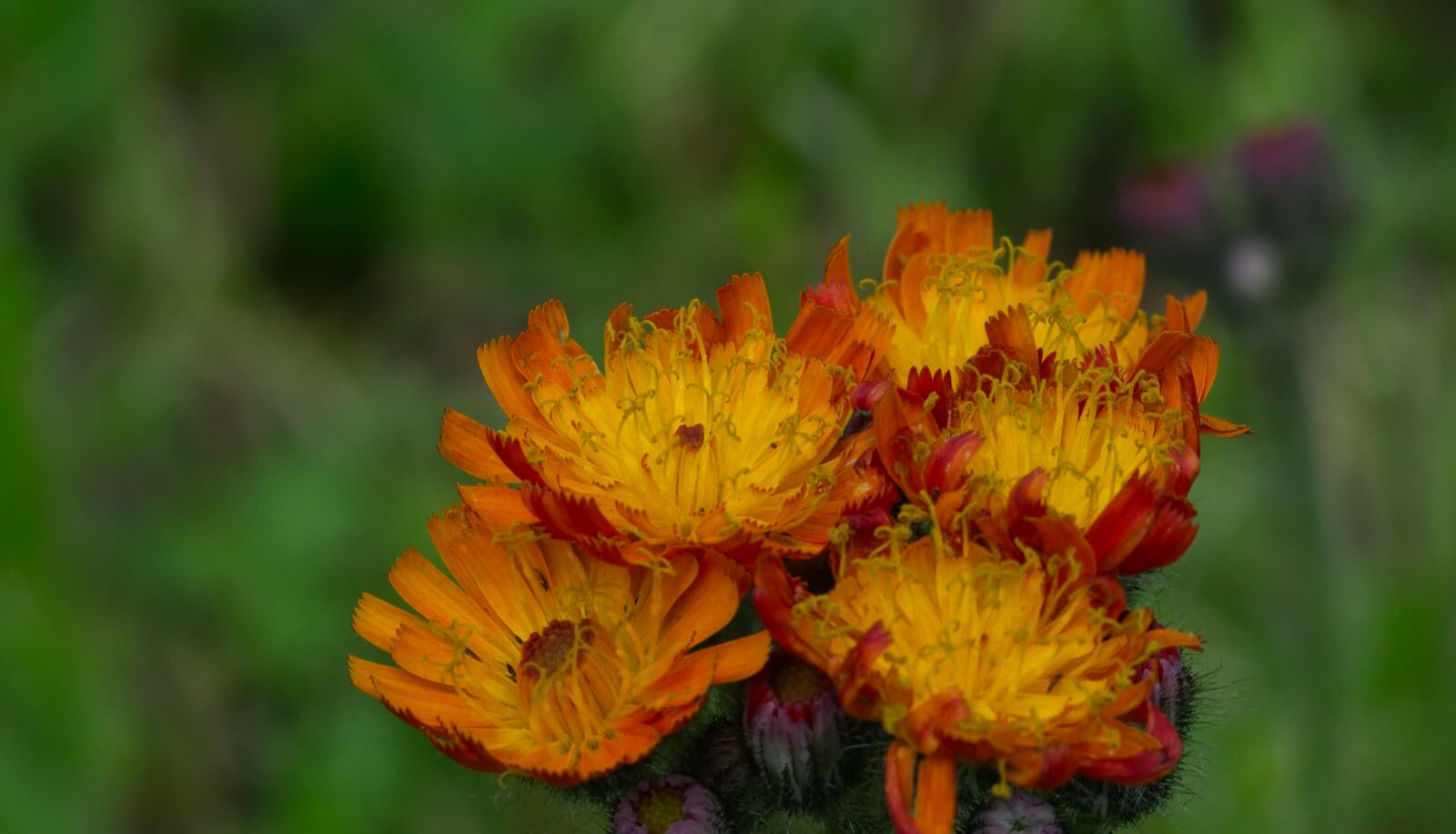 Nikon D3100 sample photo. St john's wort, flower photography