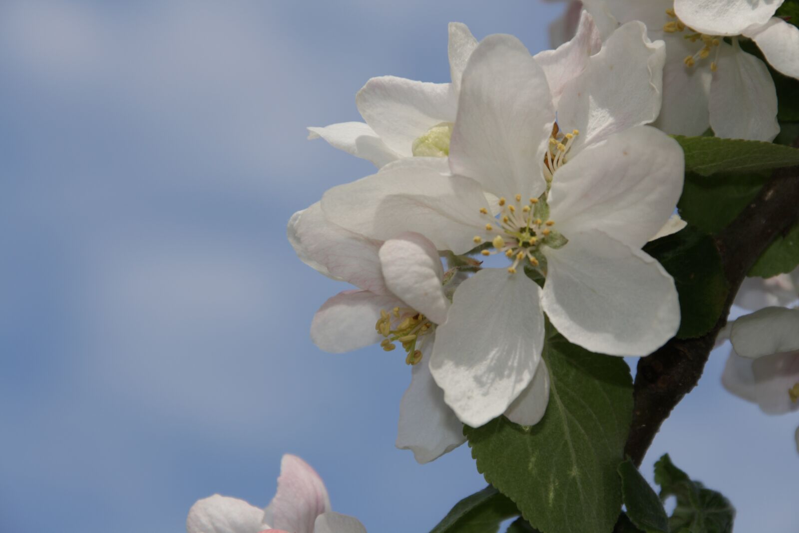 Canon EOS 700D (EOS Rebel T5i / EOS Kiss X7i) + Canon TS-E 90mm F2.8 Tilt-Shift sample photo. Blossom, bloom, apple blossoms photography