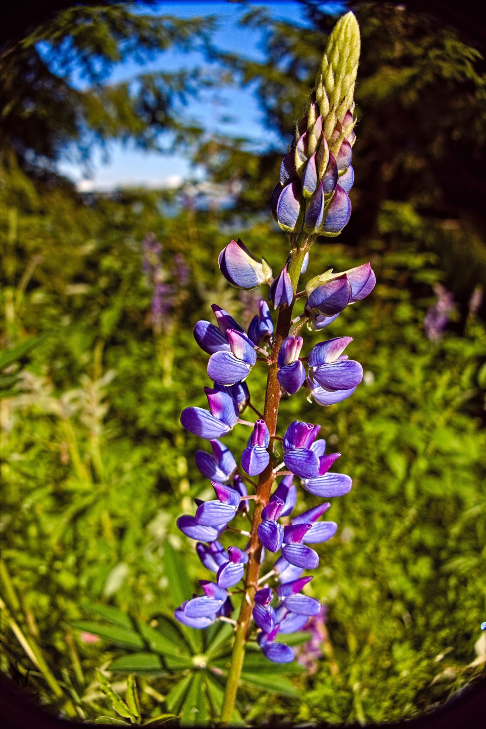 Panasonic DC-FZ10002 sample photo. Flower, pink, lupine photography