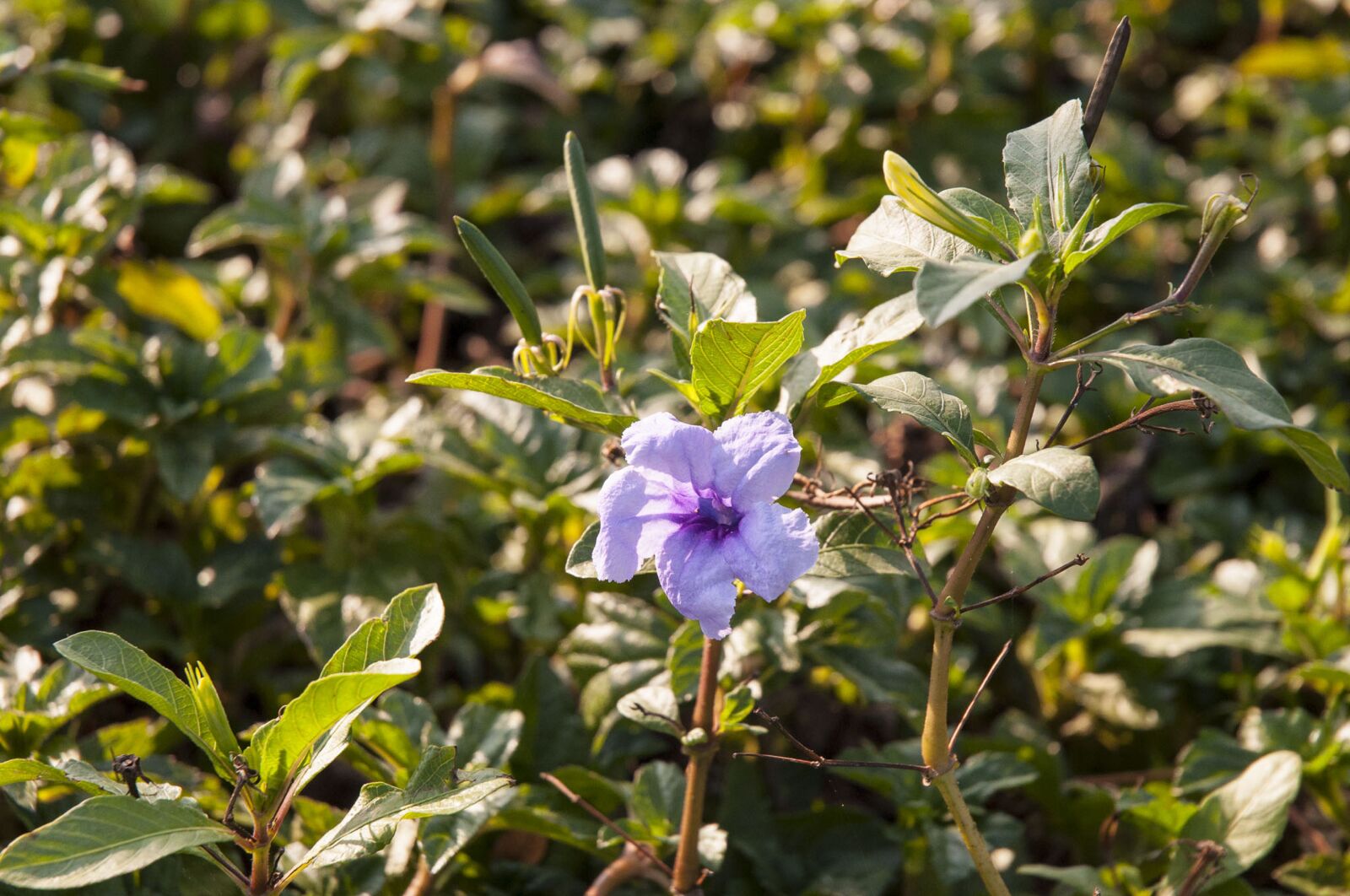 Nikon D90 sample photo. Flower, tree, spring photography