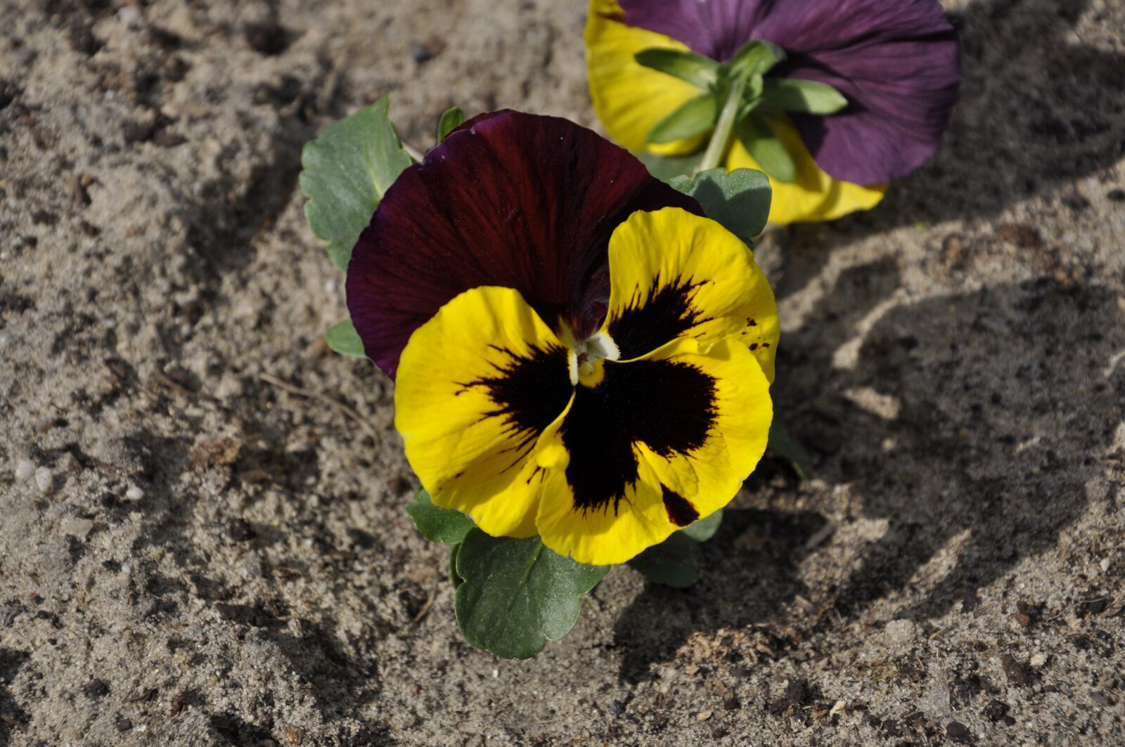 Nikon D5000 sample photo. Pansy, flower, plant photography