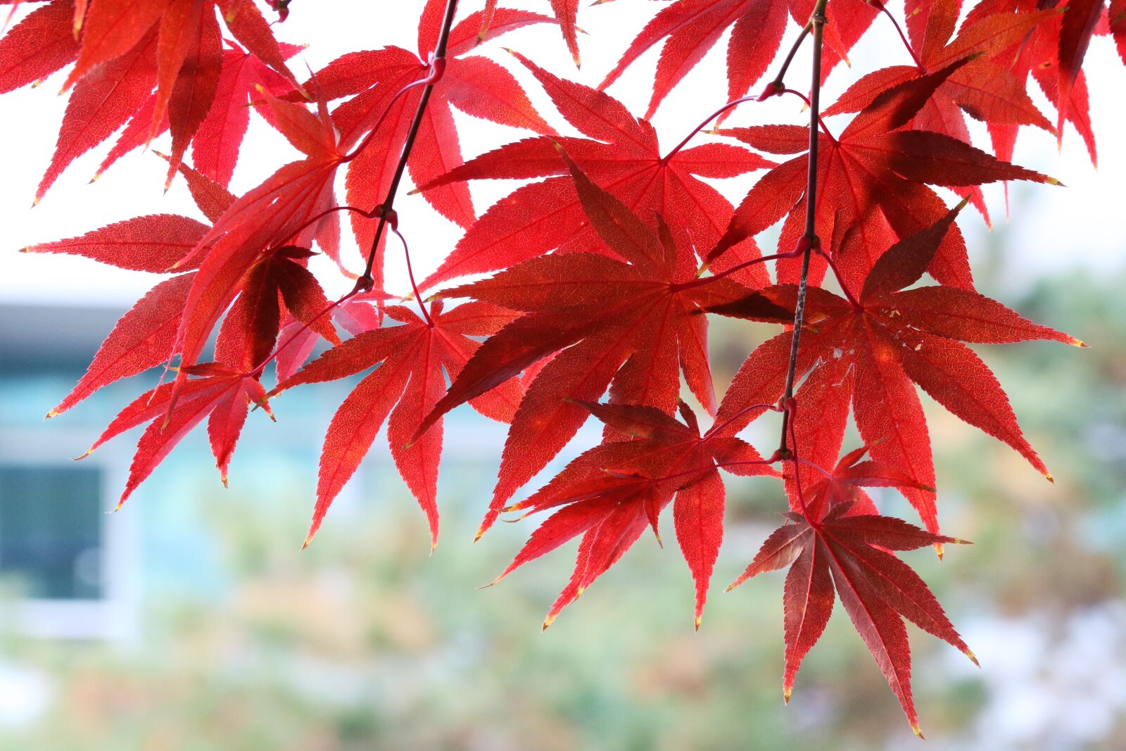 Canon EOS 750D (EOS Rebel T6i / EOS Kiss X8i) sample photo. Autumn, autumn leaves, the photography
