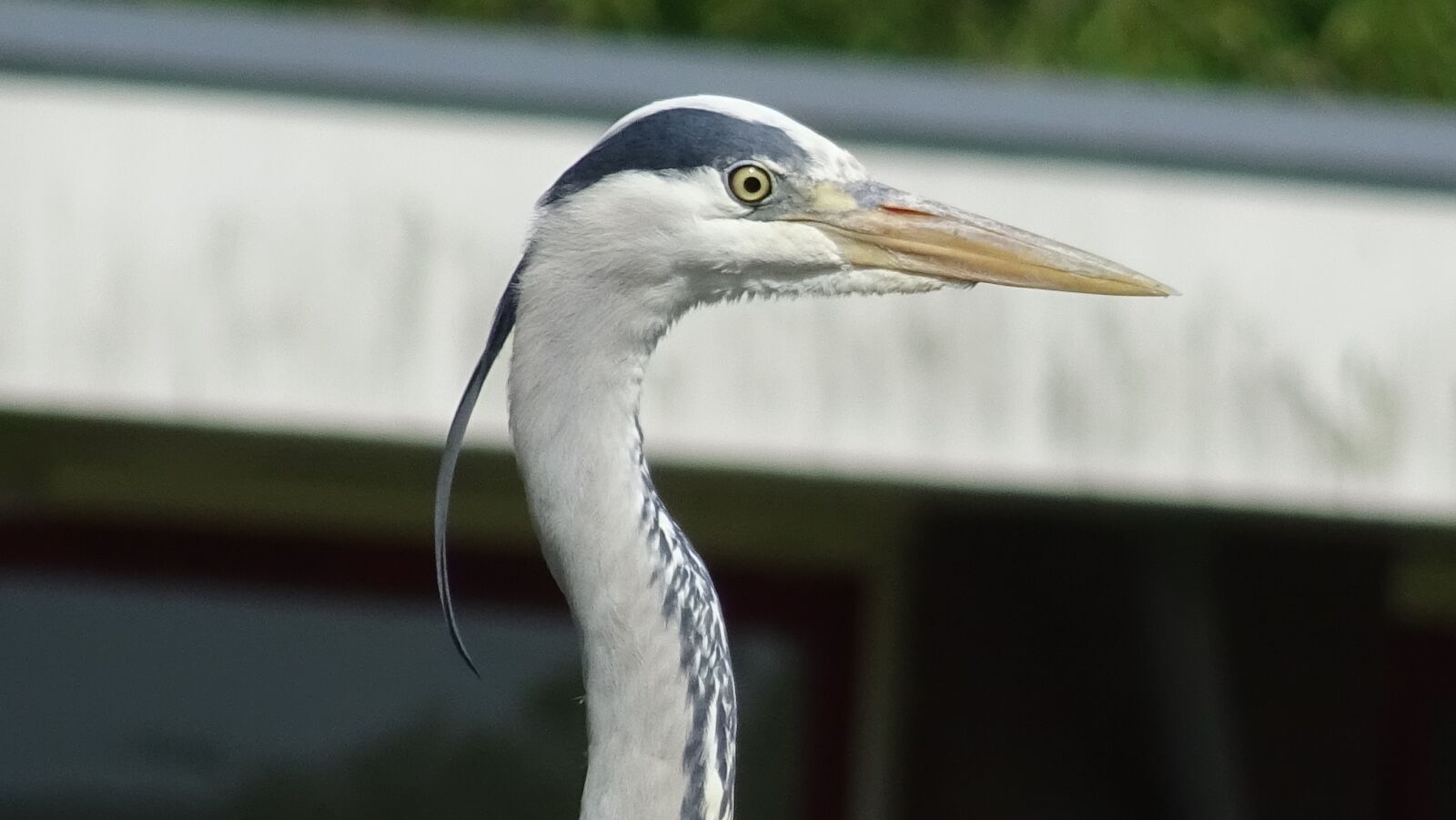 Sony DSC-HX60 sample photo. Heron, bird, the head photography