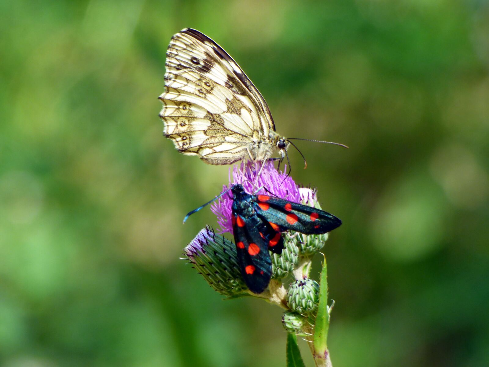 Panasonic DMC-FZ72 sample photo. Butterfly, drôme, summer photography