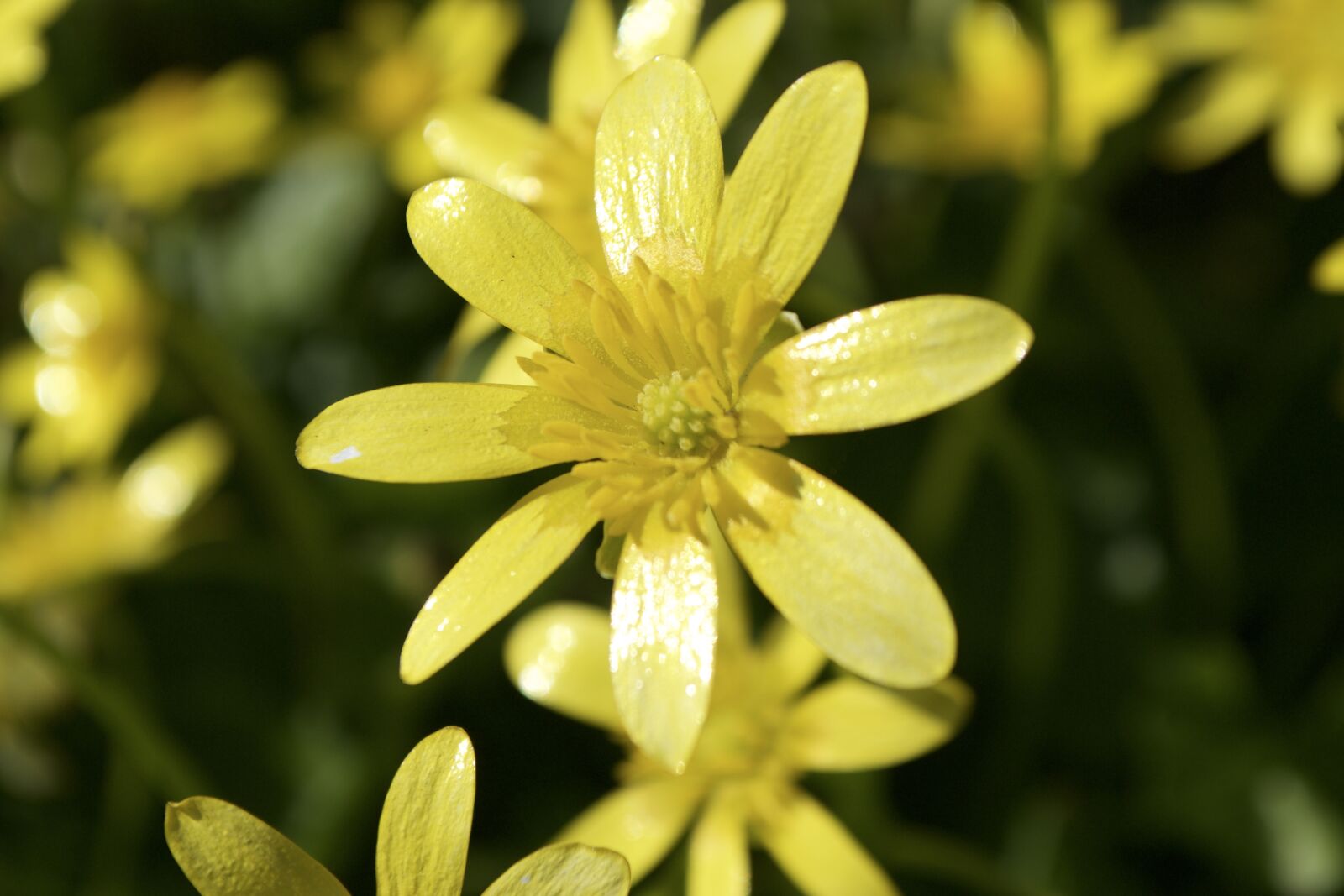 Nikon D3100 sample photo. Yellow flower, buttercup, spring photography