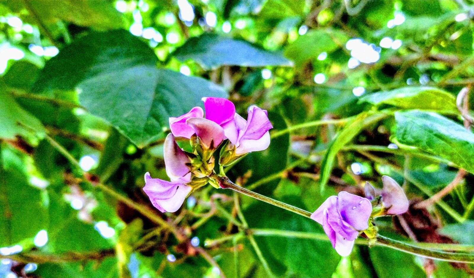 Xiaomi Mi A3 sample photo. Beautiful flowers and tree photography