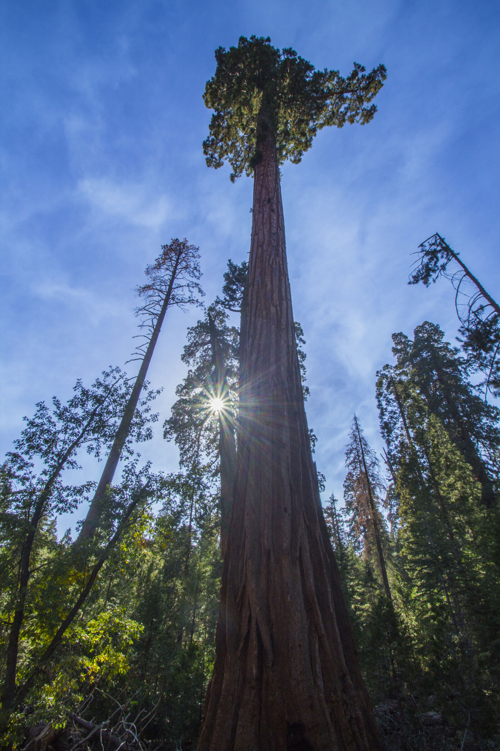 Sigma 10-20mm F3.5 EX DC HSM sample photo. Forest, giant, sequoia, tree photography