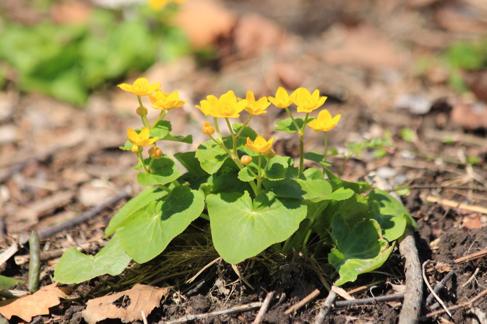 Canon EOS 650D (EOS Rebel T4i / EOS Kiss X6i) sample photo. Marigold, caltha, grass photography