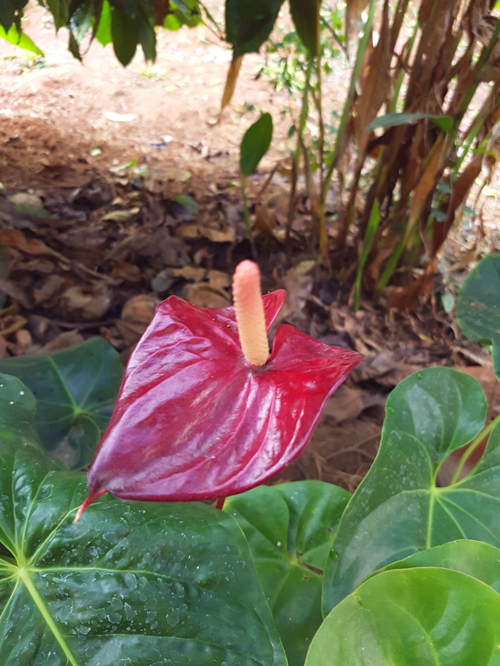 Samsung Galaxy S7 sample photo. Anthurium, flowers, tropical photography